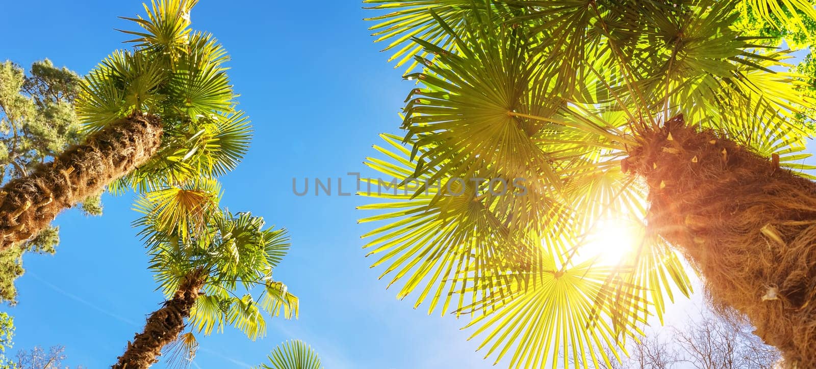 Bottom up view of palm trees in Spain. Concept of the vacation and tourism.
