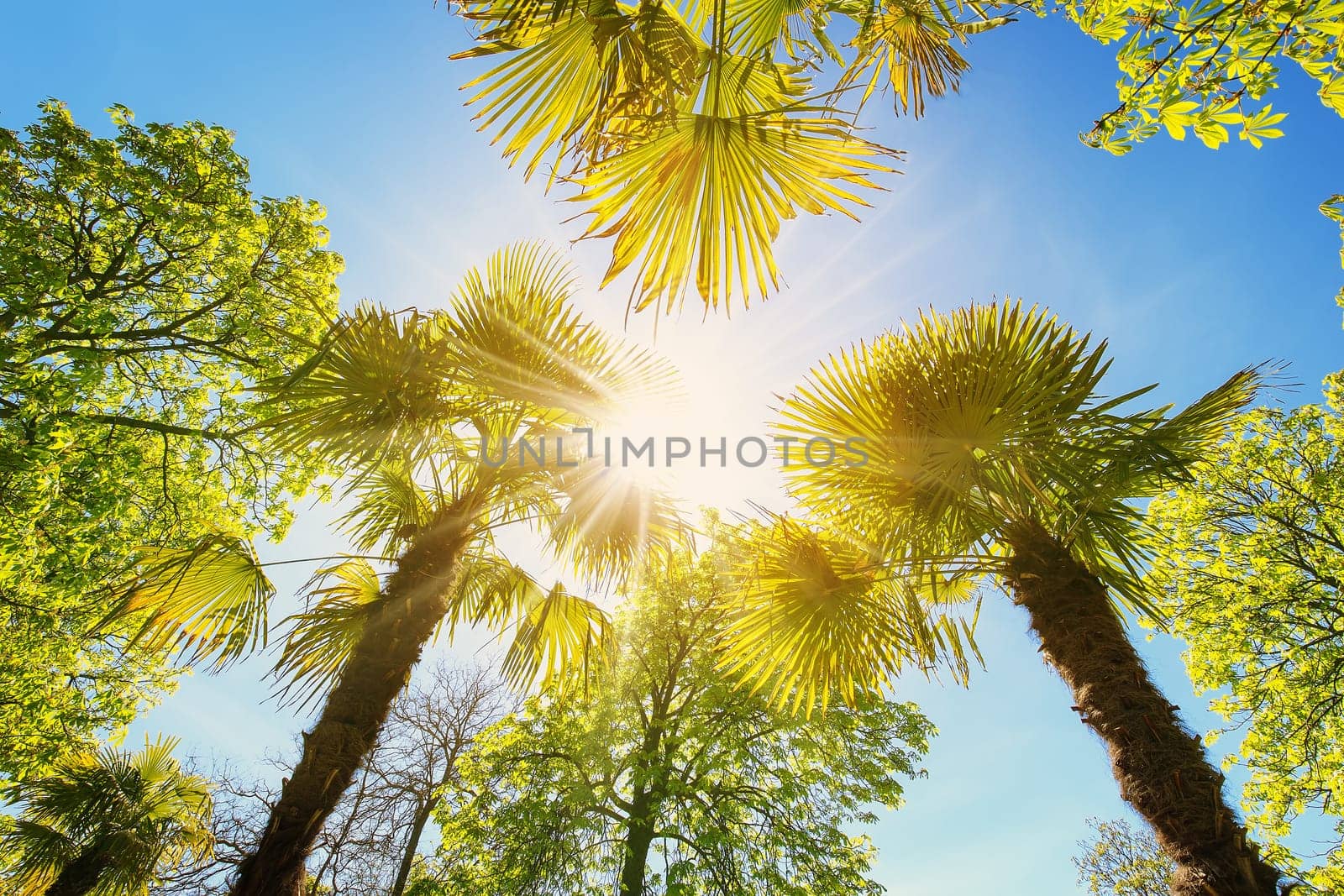 Bottom up view of palm trees in Spain. Concept of the vacation and tourism.