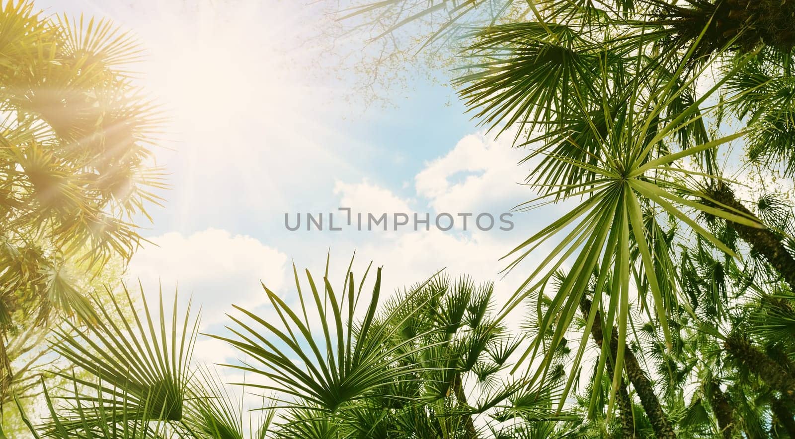 Bottom up view of palm trees in Spain. Concept of the vacation and tourism.