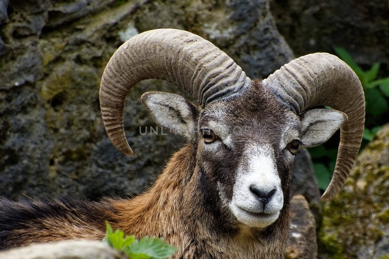 Mouflon