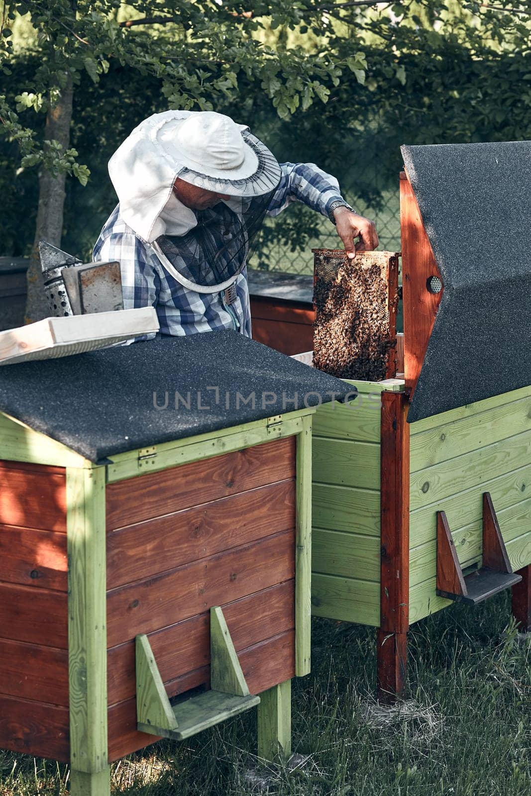 Beekeeper working in apiary. Drawing out the honeycomb from the hive with bees and honey on comb. Real people, authentic situations