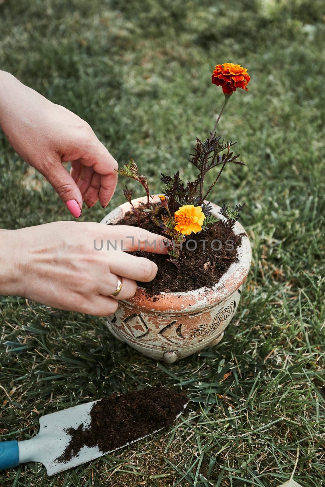 Gardener replanting a plant into a new pot. Top view of female hands planting a flower. Using tools rake and shovel. Real people, authentic situations