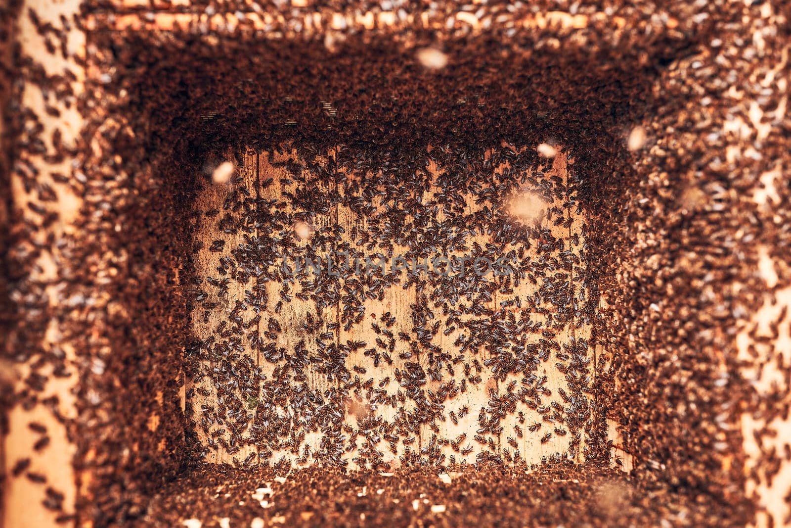Colony of bees working in hive. Bees inside hive. Harvest time in apiary. Beekeeping as hobby. Agriculture production