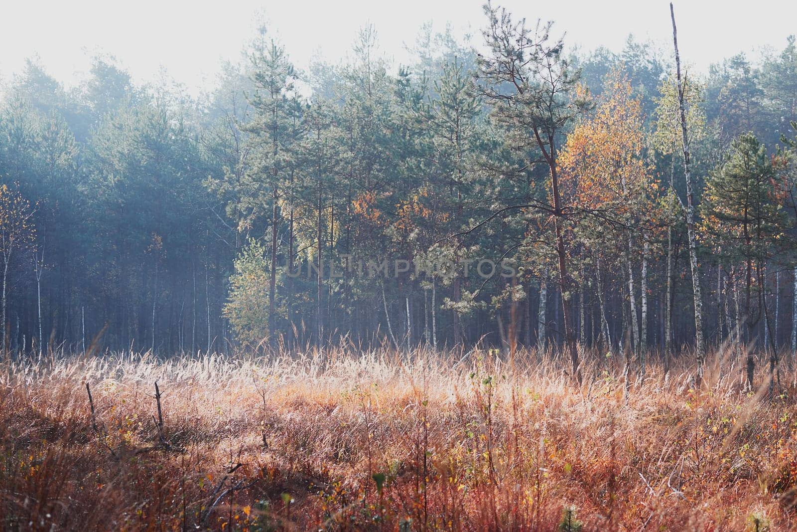Forest in autumn season. Colorful foliage on trees lit by morning sunlight. Natural nature forest landscape in autumn warm sunlight day