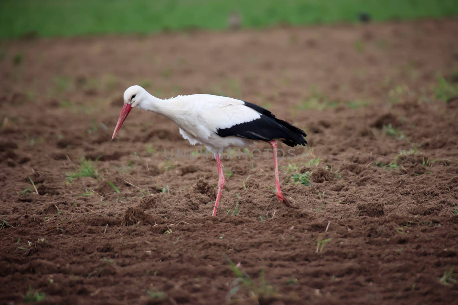 A White Stork, Ciconidae searches for mice and other animals in a freshly ploughed field.