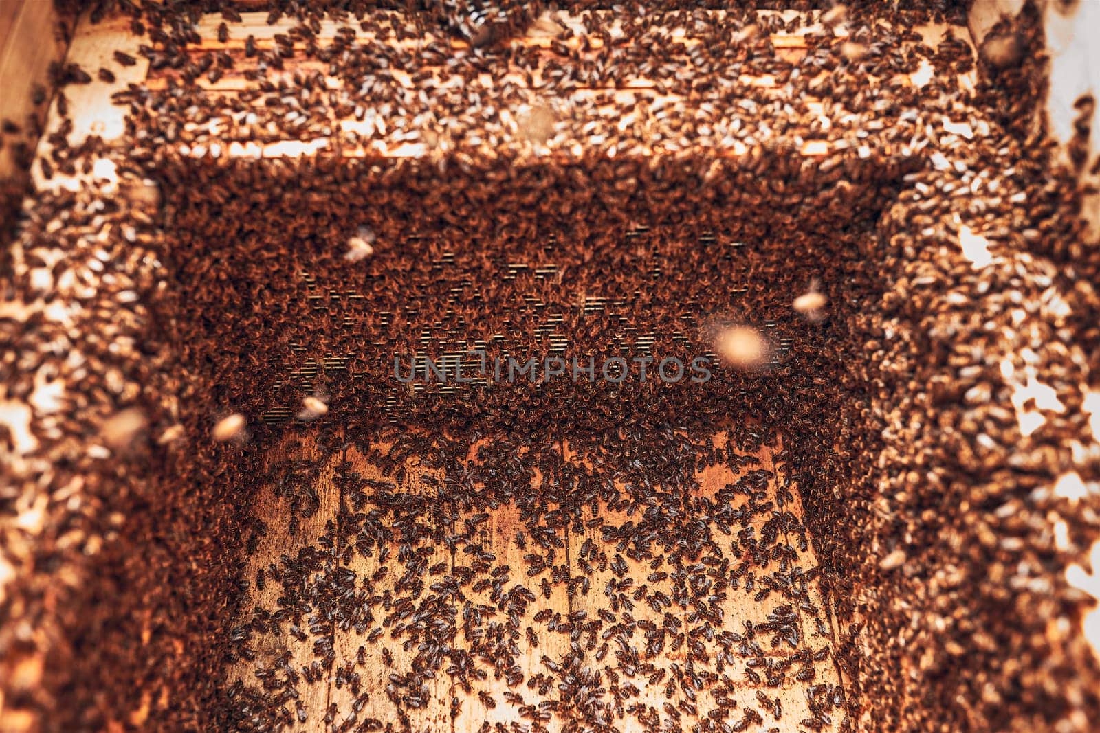 Colony of bees working in hive. Bees inside hive. Harvest time in apiary. Beekeeping as hobby. Agriculture production