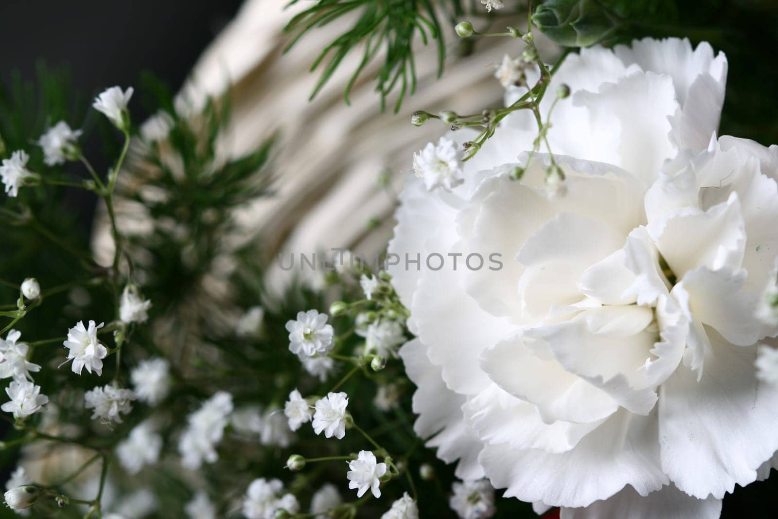 white flower close-up macro