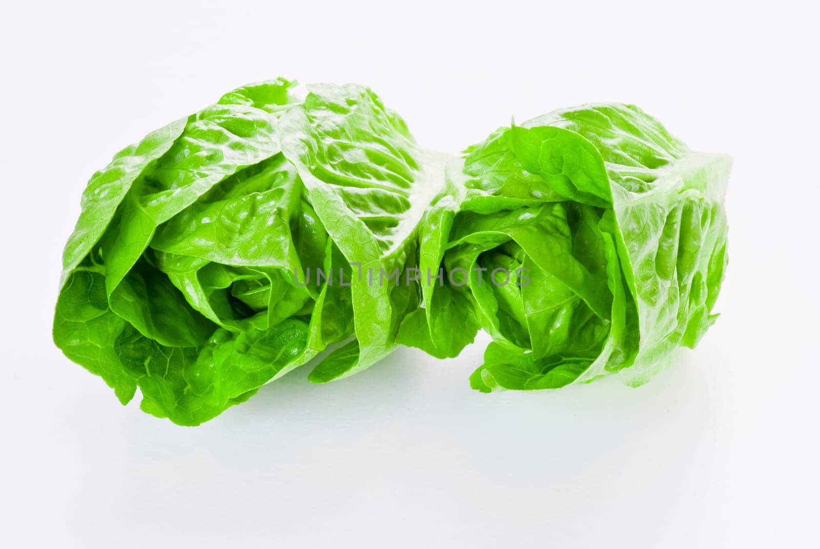 Fresh young lettuce on white background