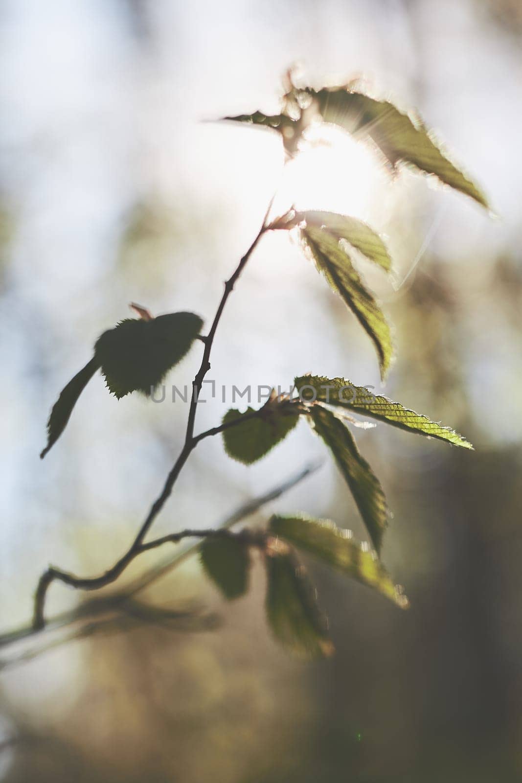 Blurred green leaves background. Spring fresh foliage. Spring theme
