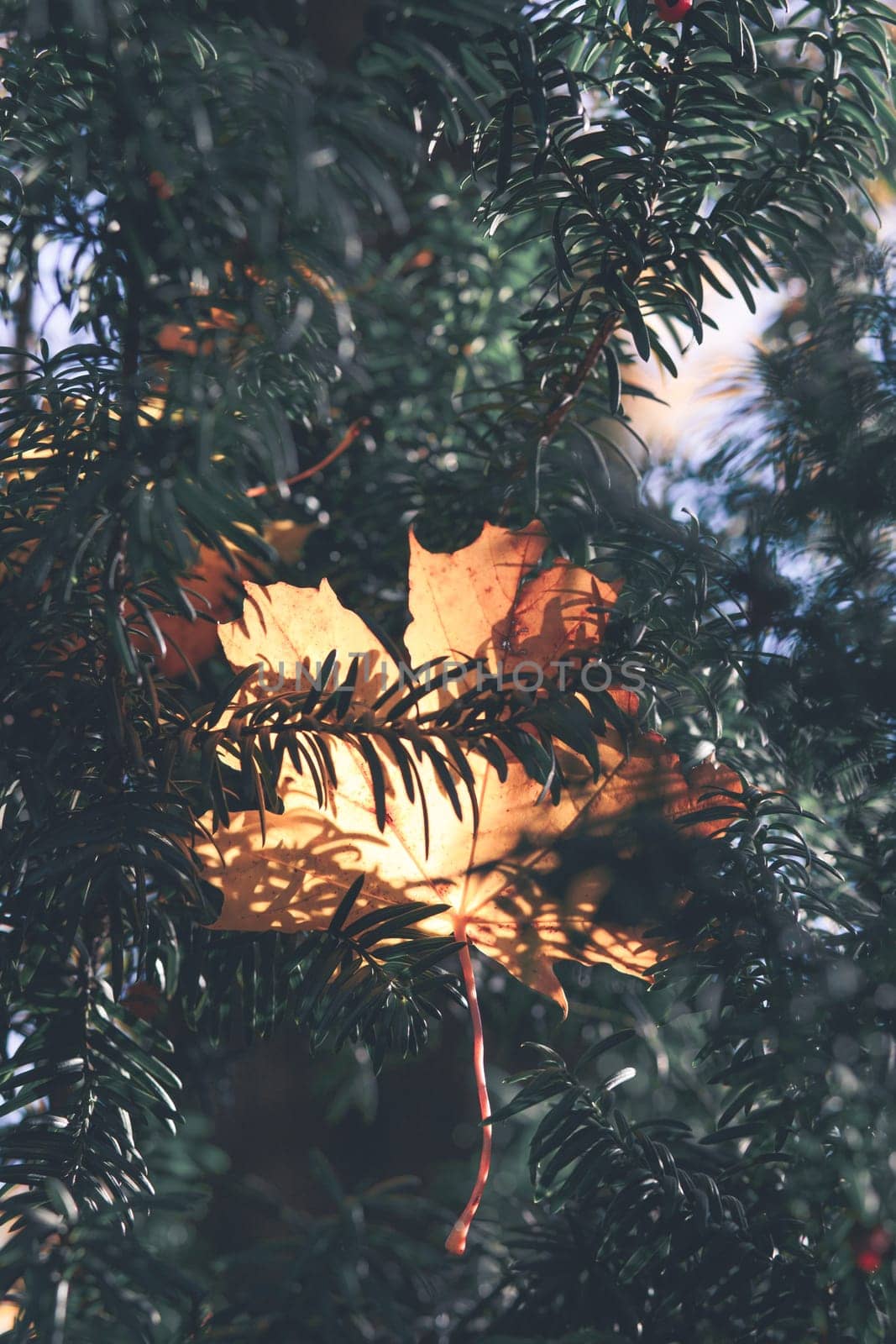 Fall season. Close shot of dry yellow and orange leaves tangled in branches in the autumn. Shallow depth of field