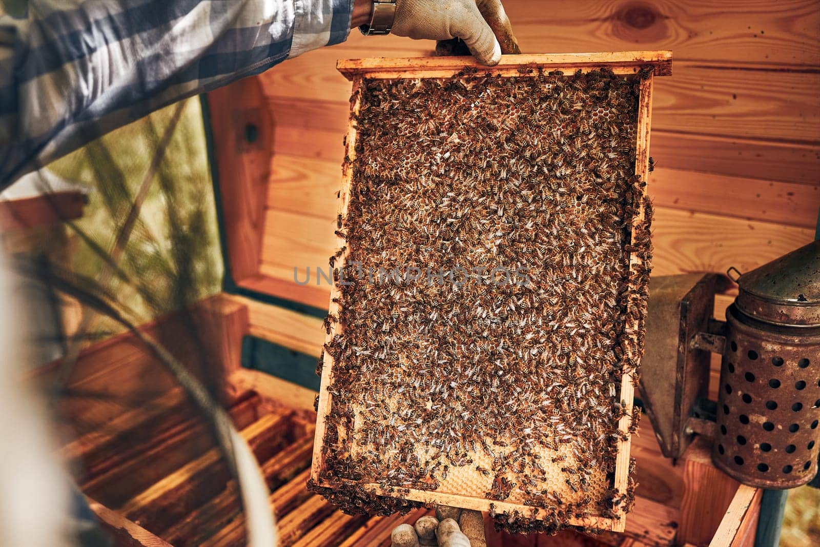 Beekeeper working in apiary. Drawing out the honeycomb from the hive with bees on honeycomb. Harvest time in apiary. Beekeeping as hobby. Agriculture production