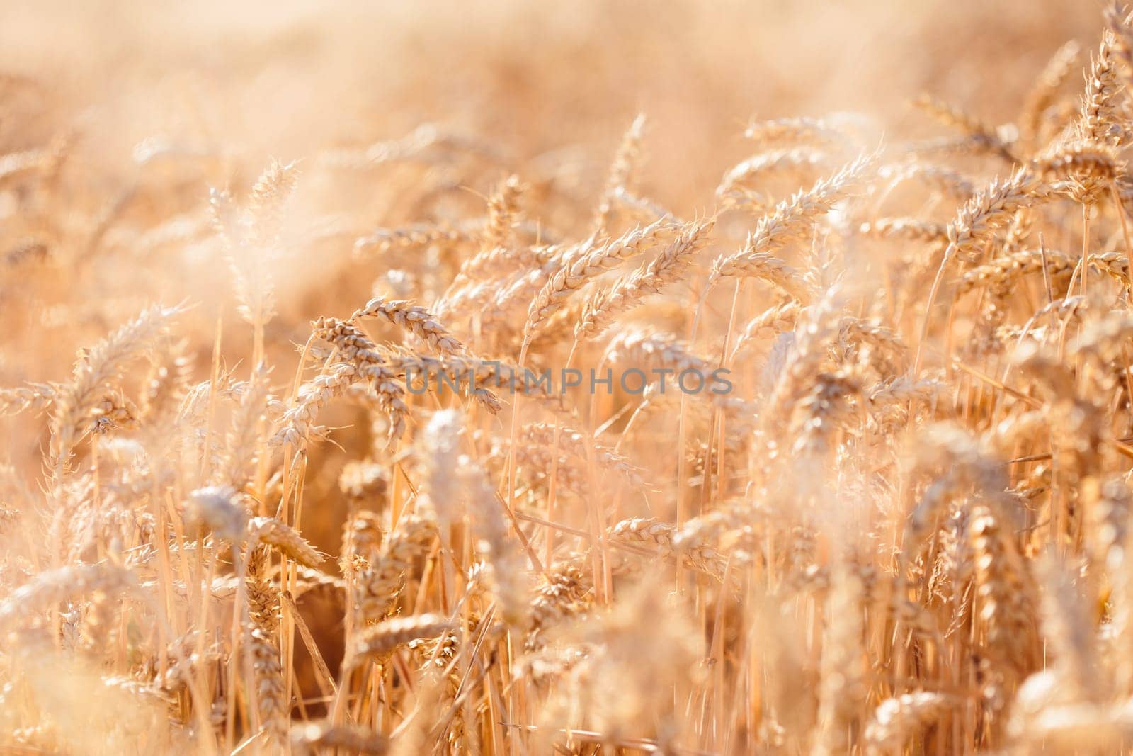 Closeup of field of ripe golden wheat
