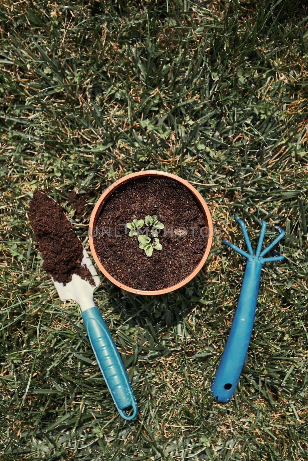 Replanting plant into a new pot. Top view of pot with flower and tools shovel and rake on bricks. Real people, authentic situations
