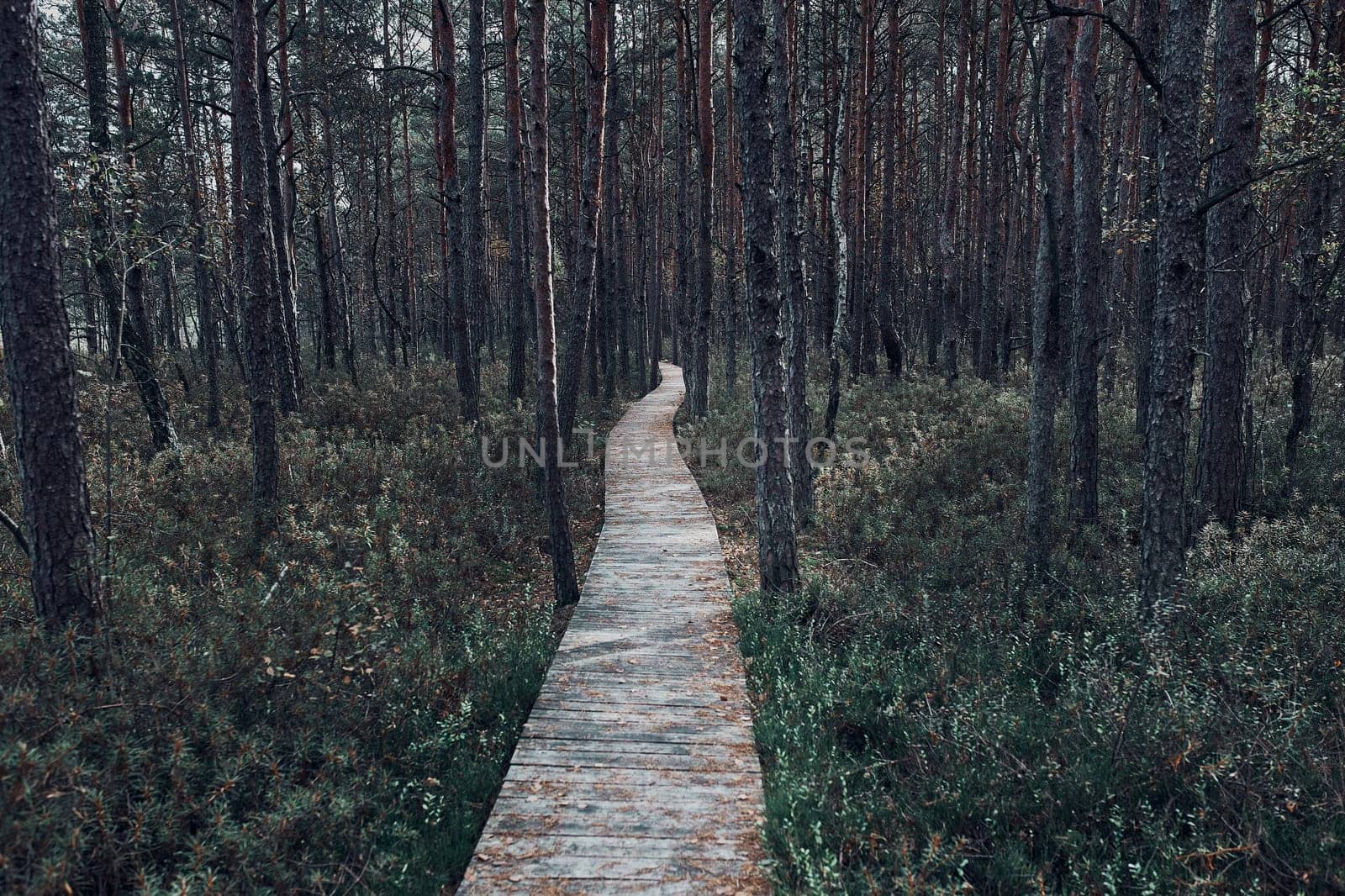 Wooden path leading through the swamp and forest in a natural park. Autumn forest landscape
