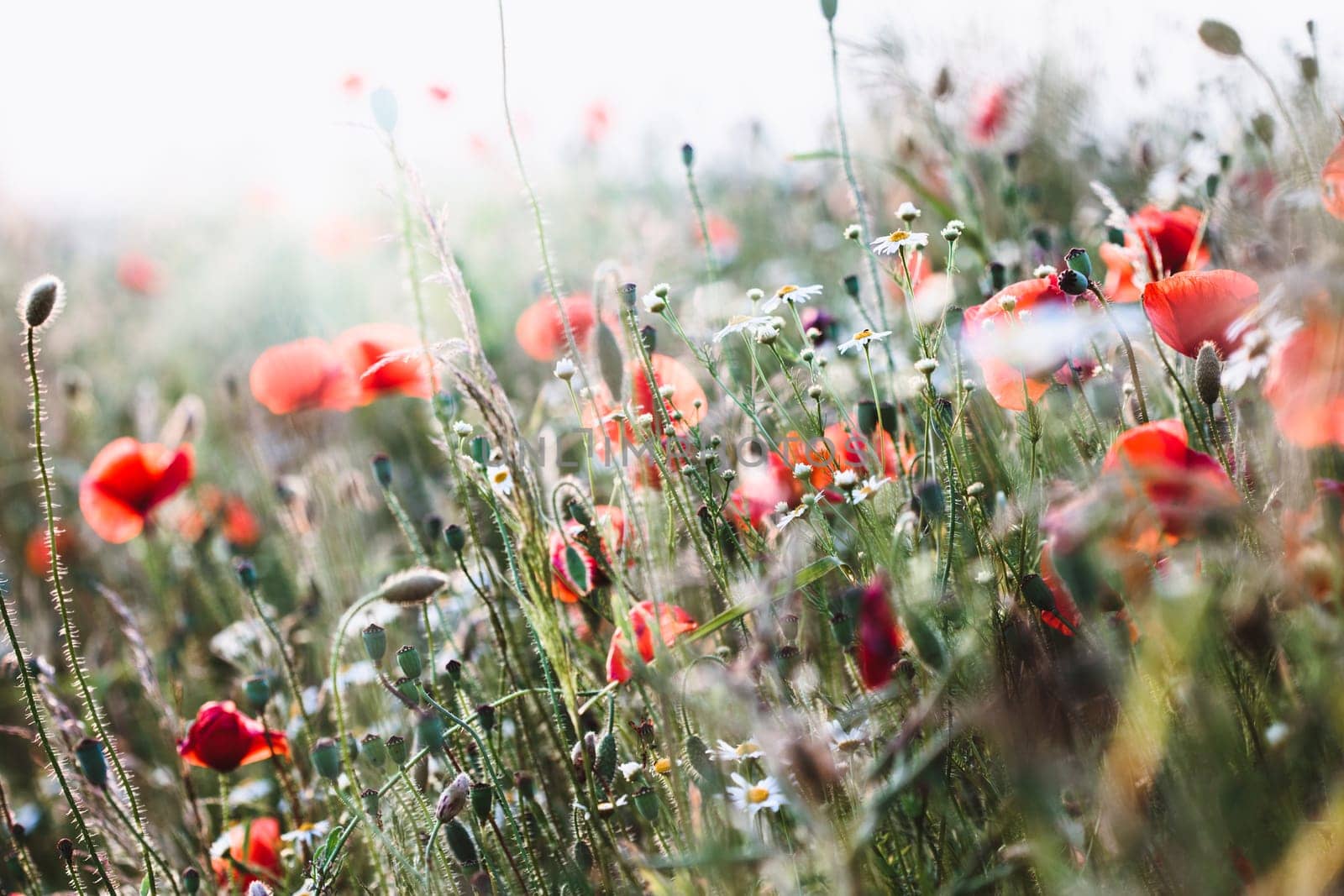 Poppies flowers and other plants in the field. Flowery meadow flooded by sunlight in the summer
