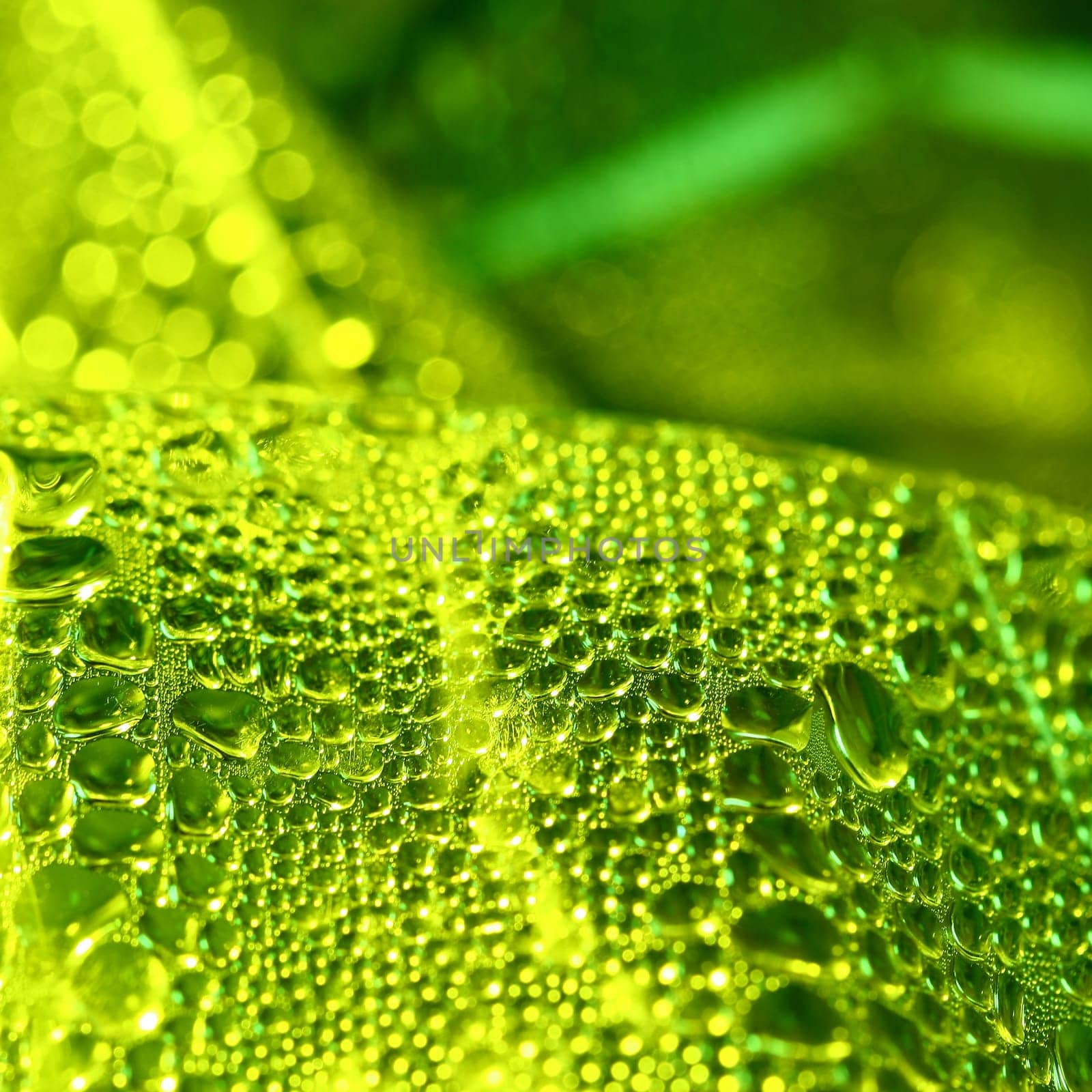 Bright green drops a condensate of color abstract beautifully