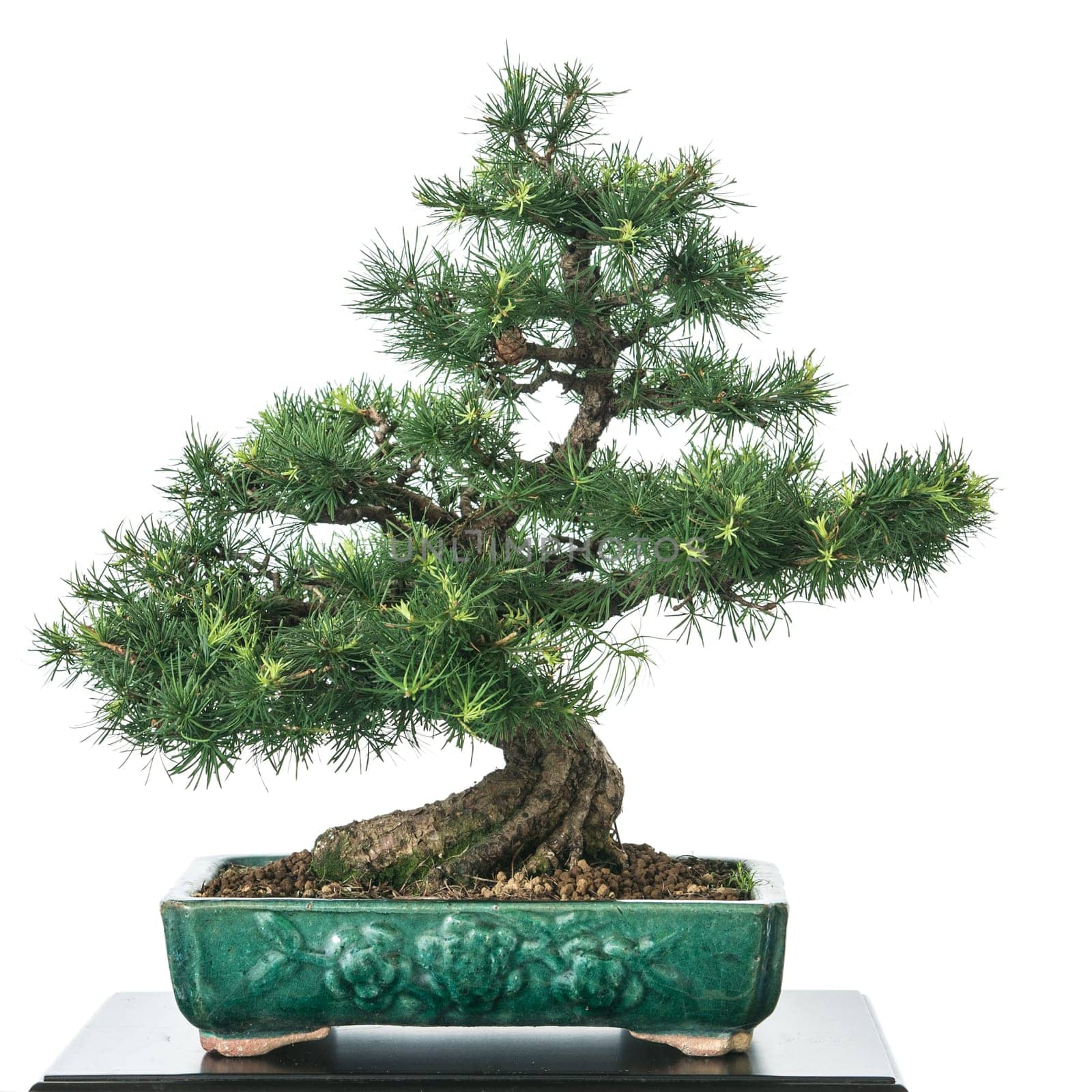 Larch (Larix decidua) as bonsai tree with green needles