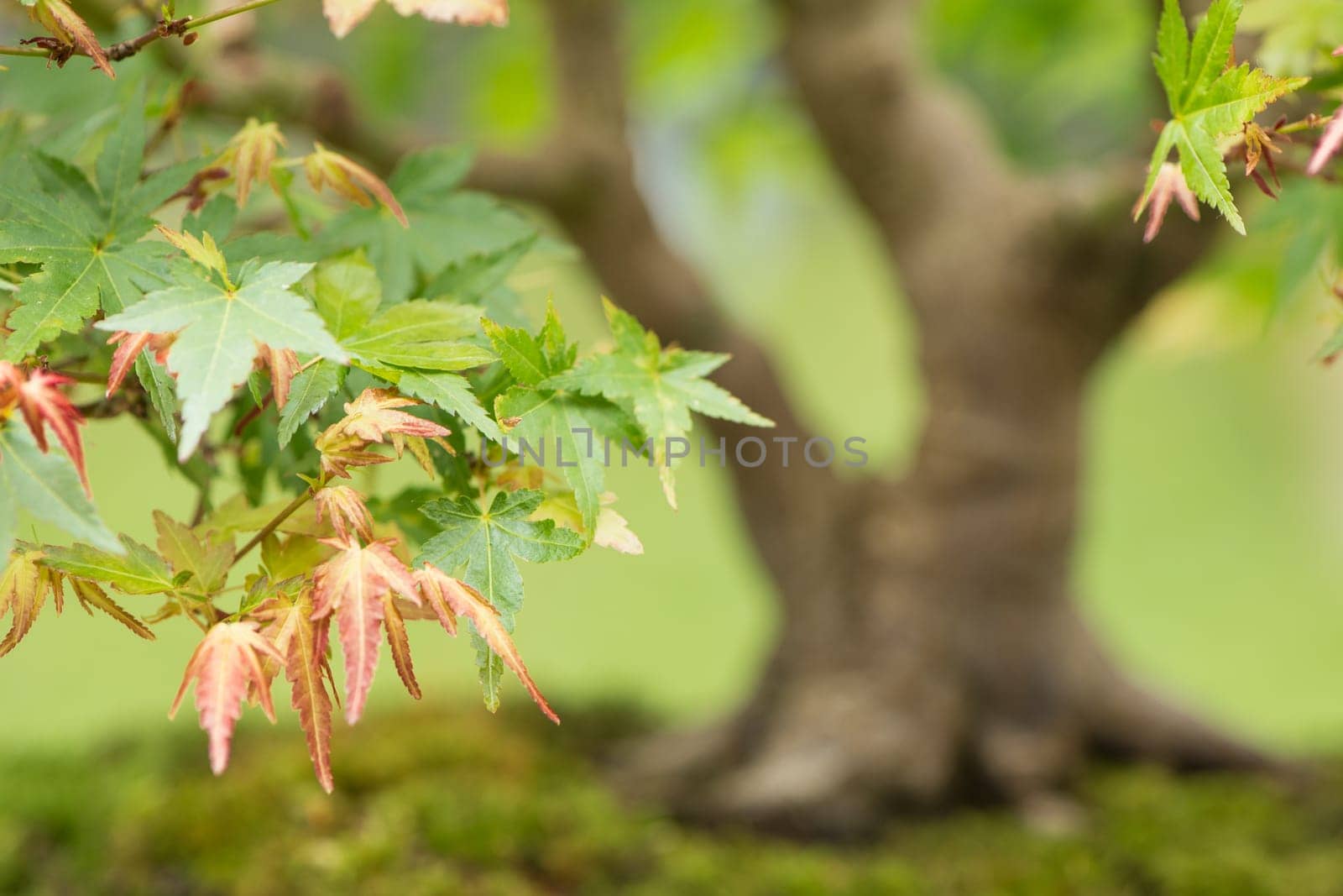 Close-up Bonsai Maple Tree (Acer palmatum)