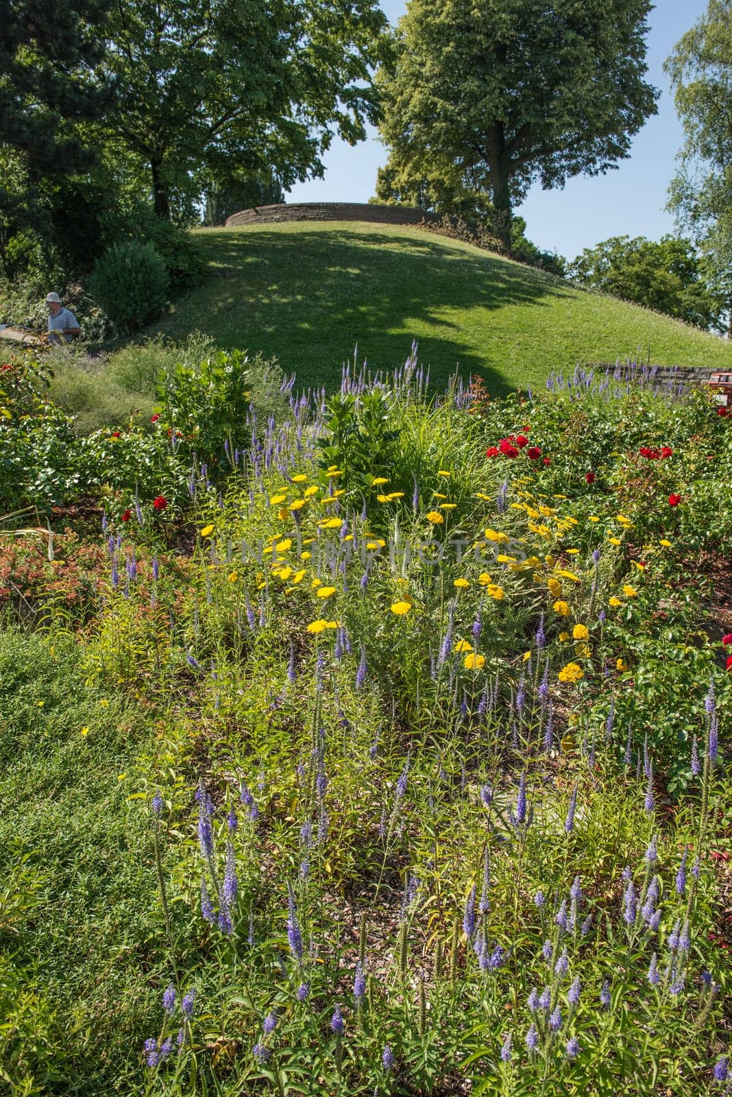 Flowers and trees in the Weißenburgpark in Stuttgart