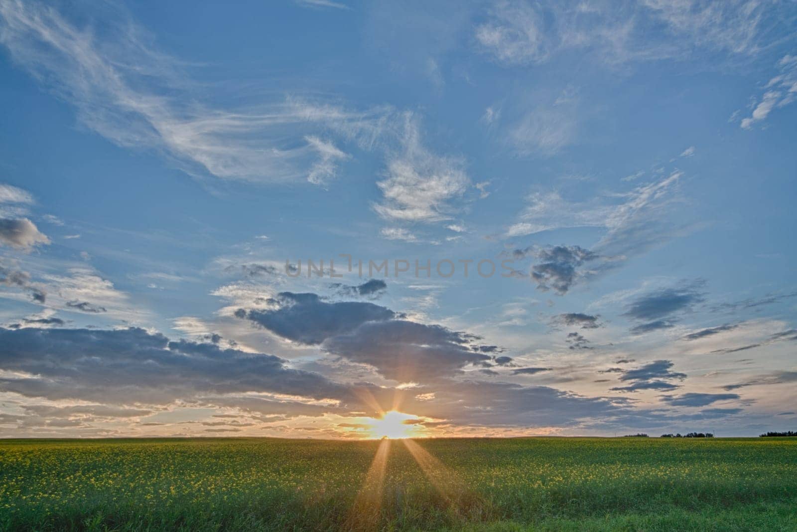 Sunburst as the sun sets over a canola field in Alberta, Canada.