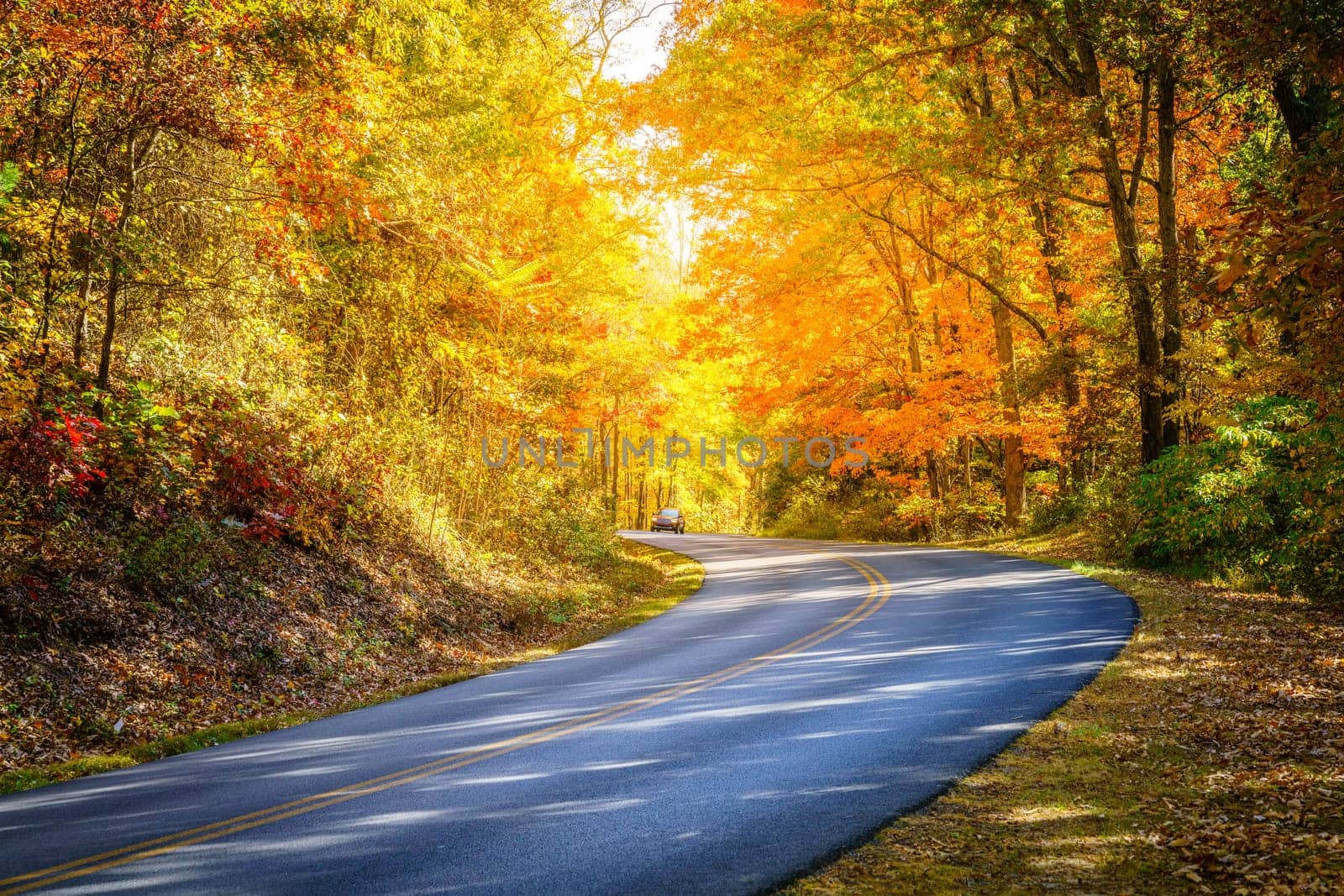 Blue Ridge Parkway winding through the woods in fall near Asheville, North Carolina