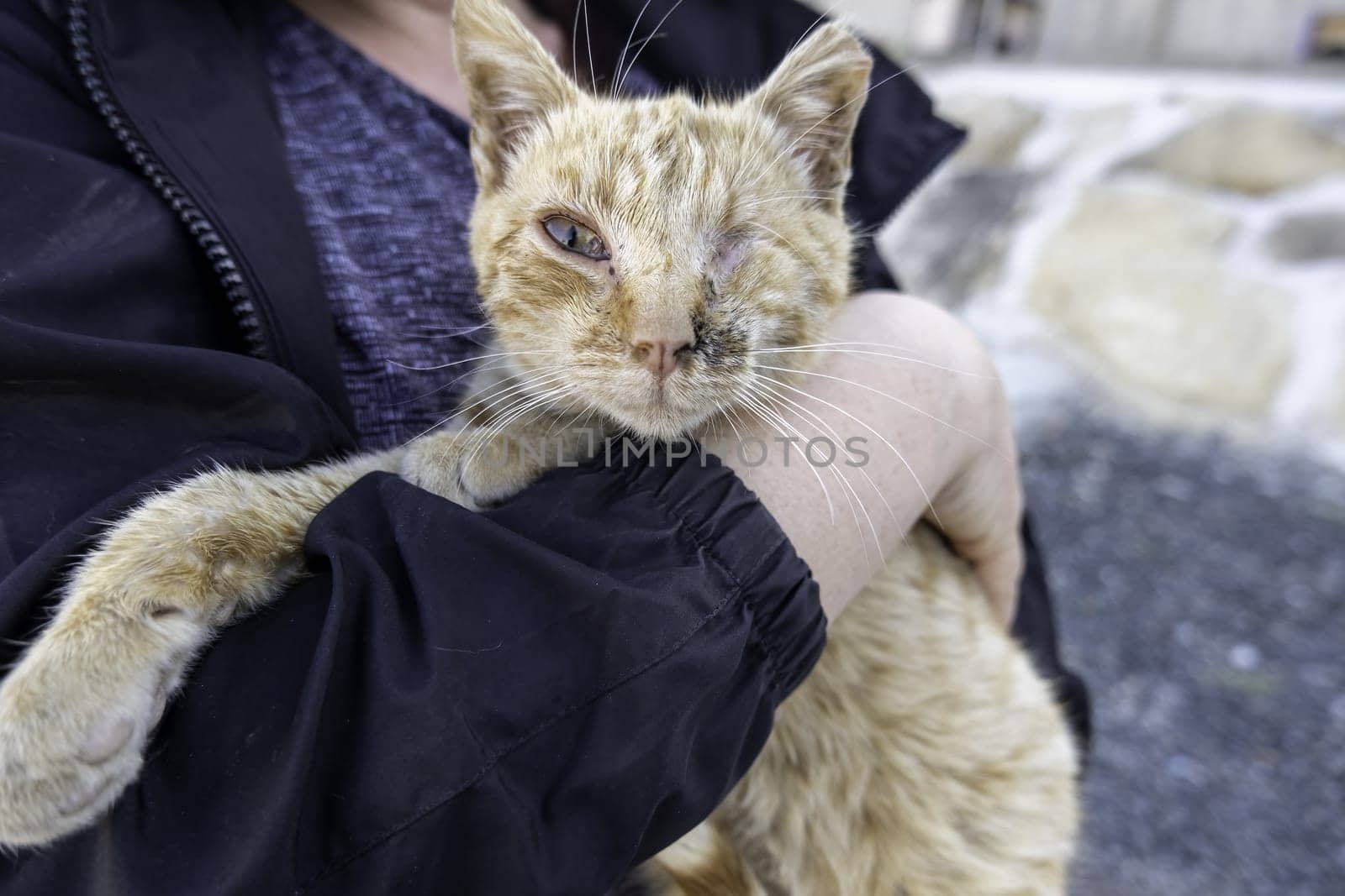 Detail of a domestic cat with an amputated eye, injury and animal abuse
