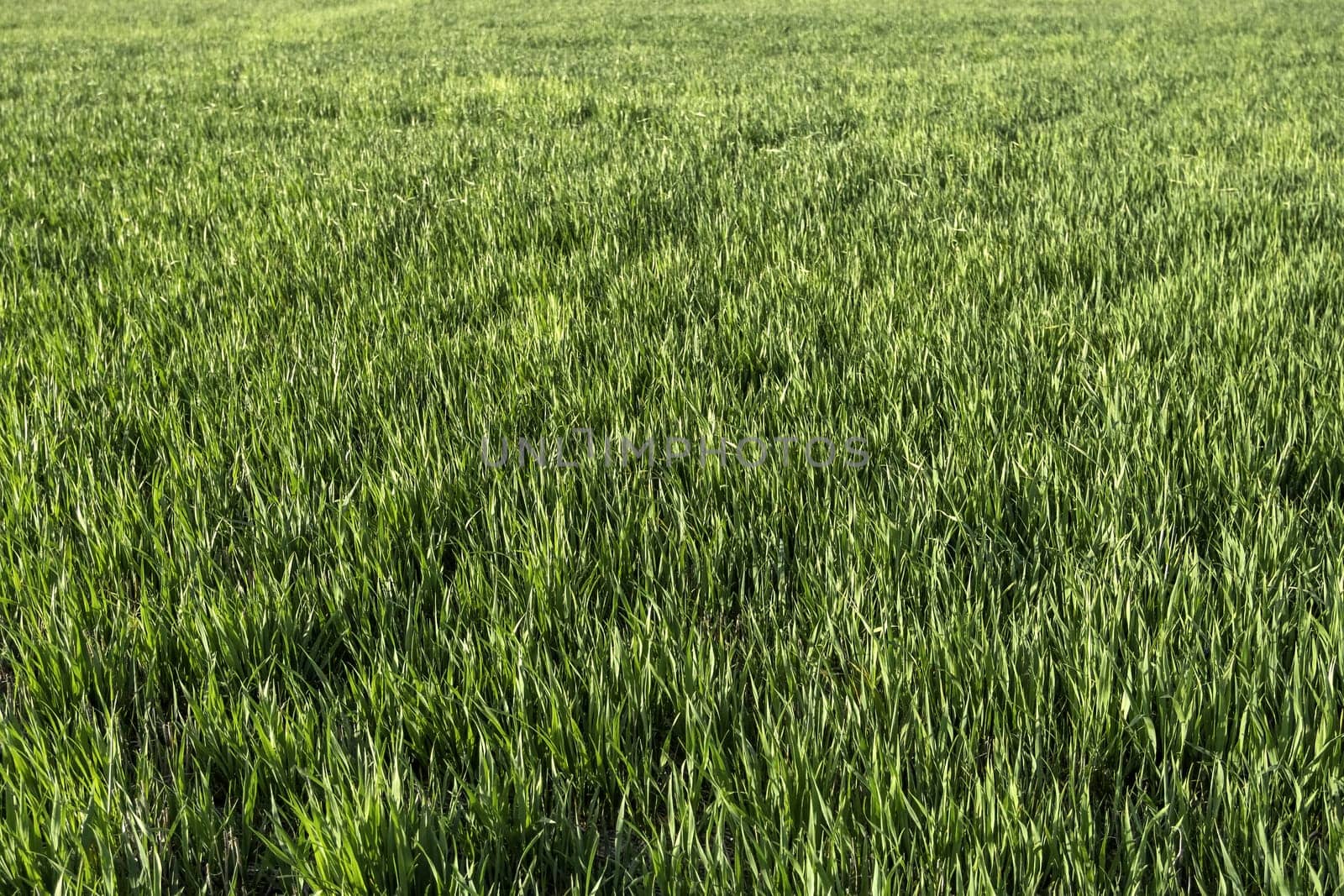 Detail of green field in nature, care and protection of the environment
