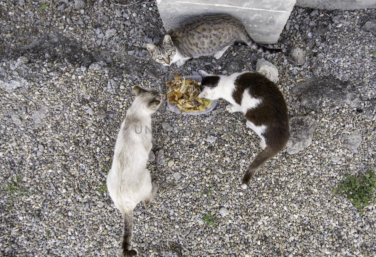 Detail of domestic animals abandoned in the street, animal abuse
