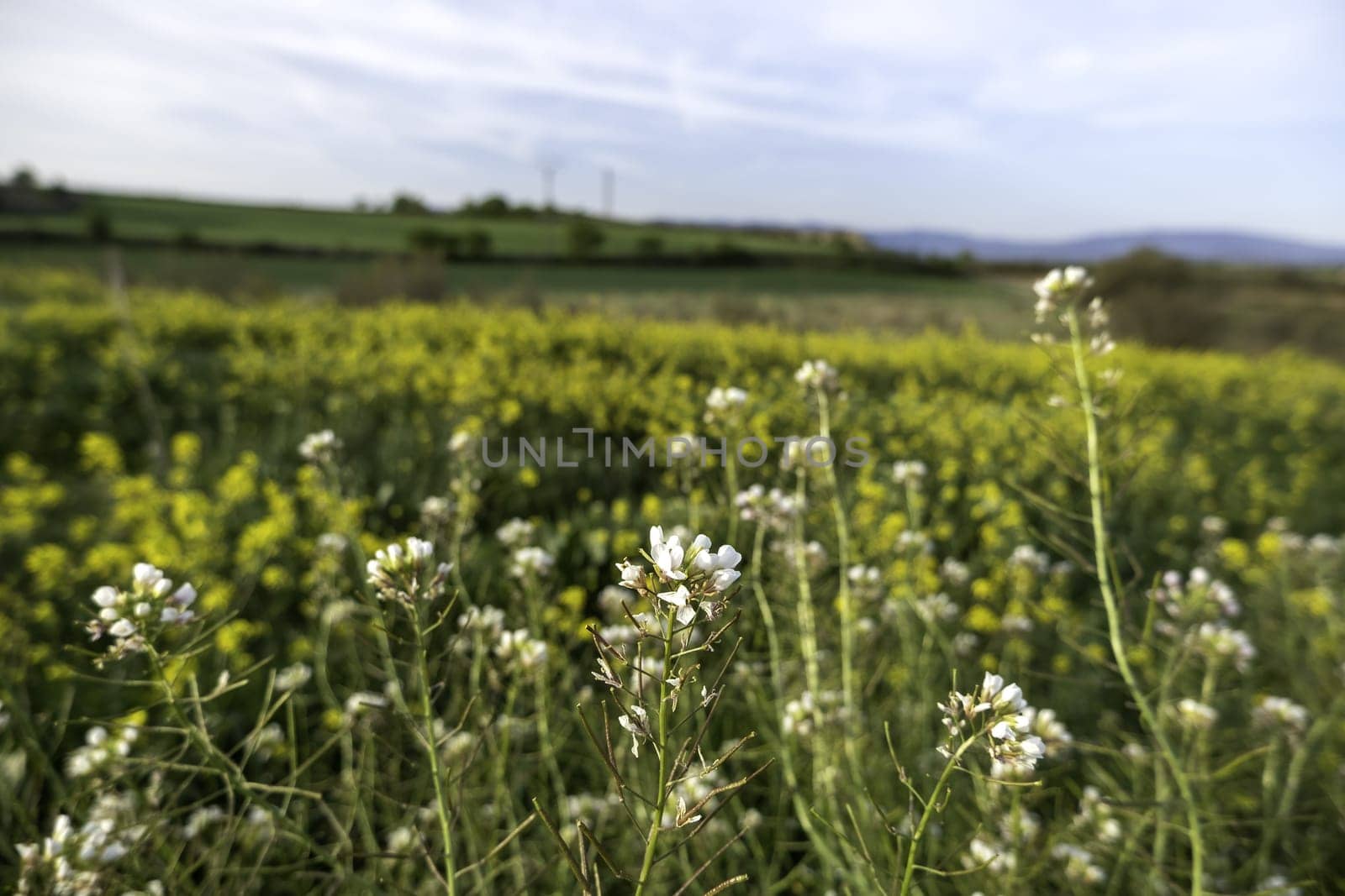 Detail of wild flowers in the environment, natural and healthy life