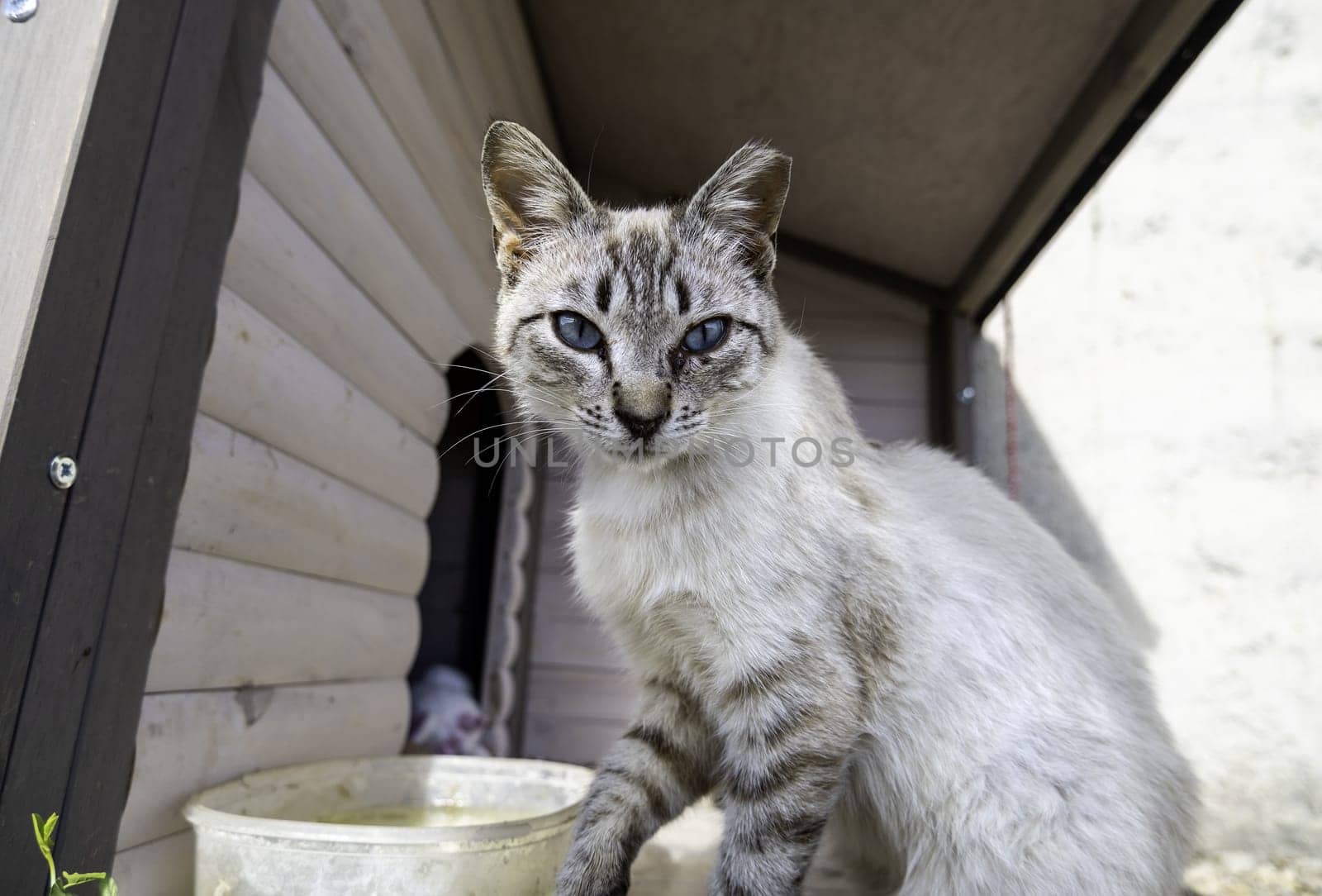 Abandoned gray cat in a protected feline colony