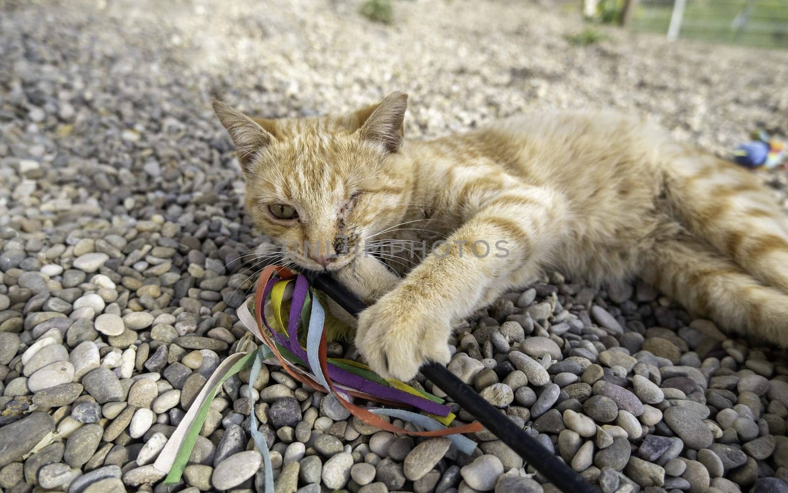 Detail of a domestic cat with an amputated eye, injury and animal abuse