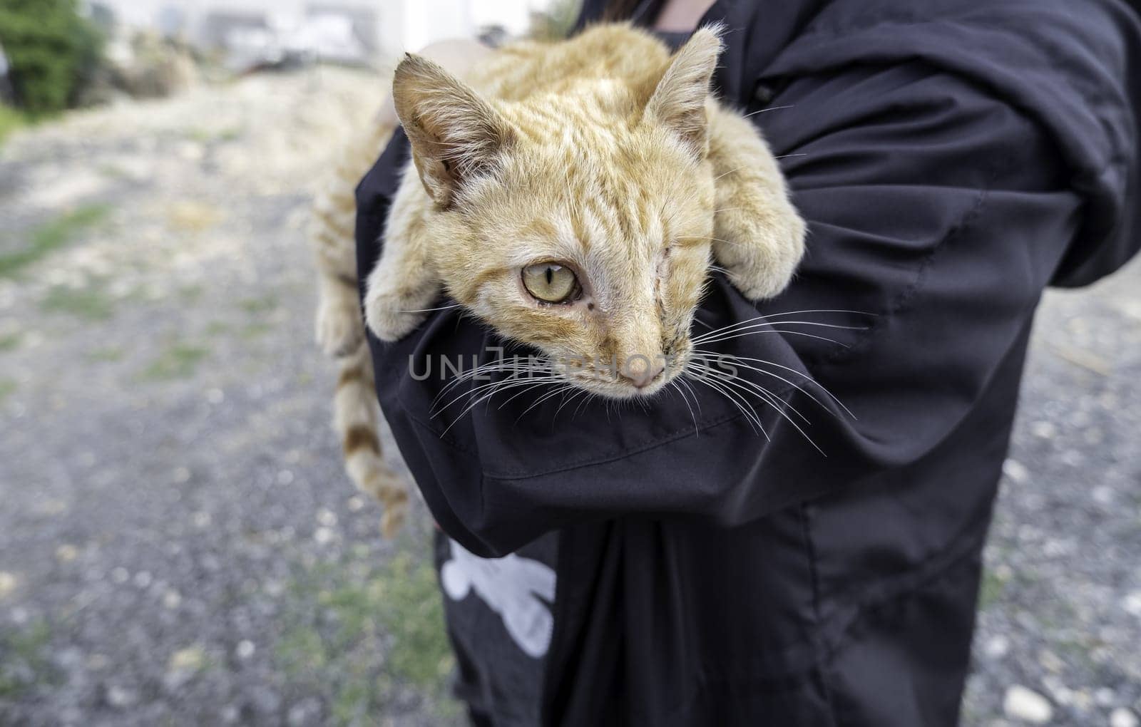 Detail of a domestic cat with an amputated eye, injury and animal abuse