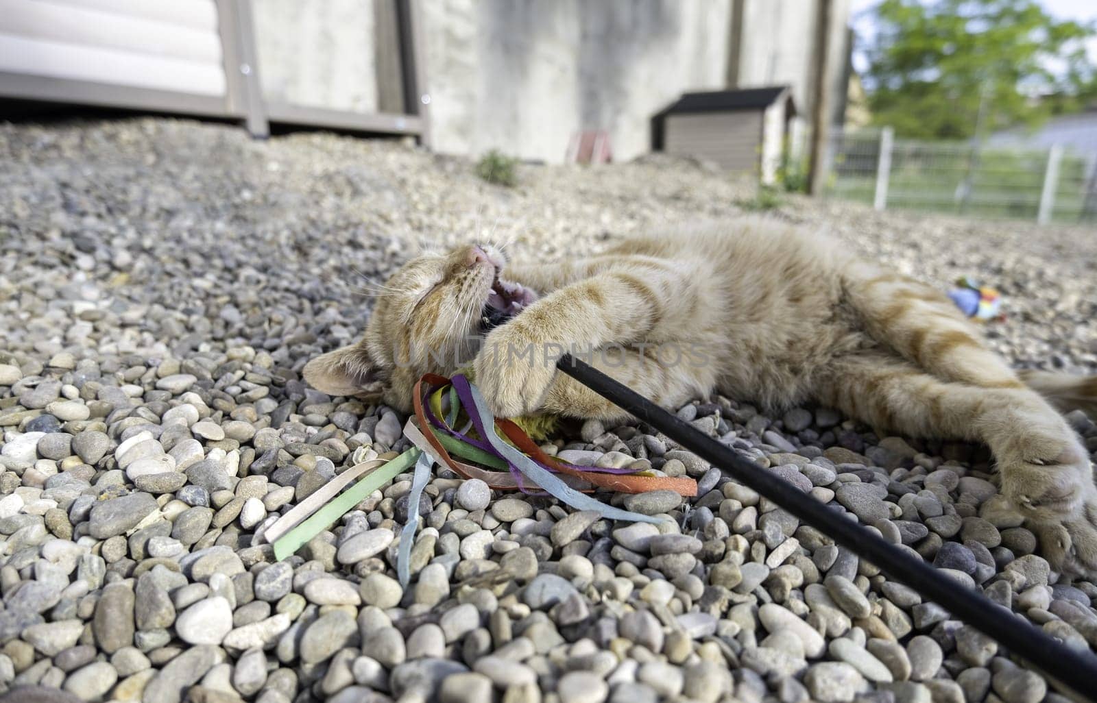 Detail of a domestic cat with an amputated eye, injury and animal abuse