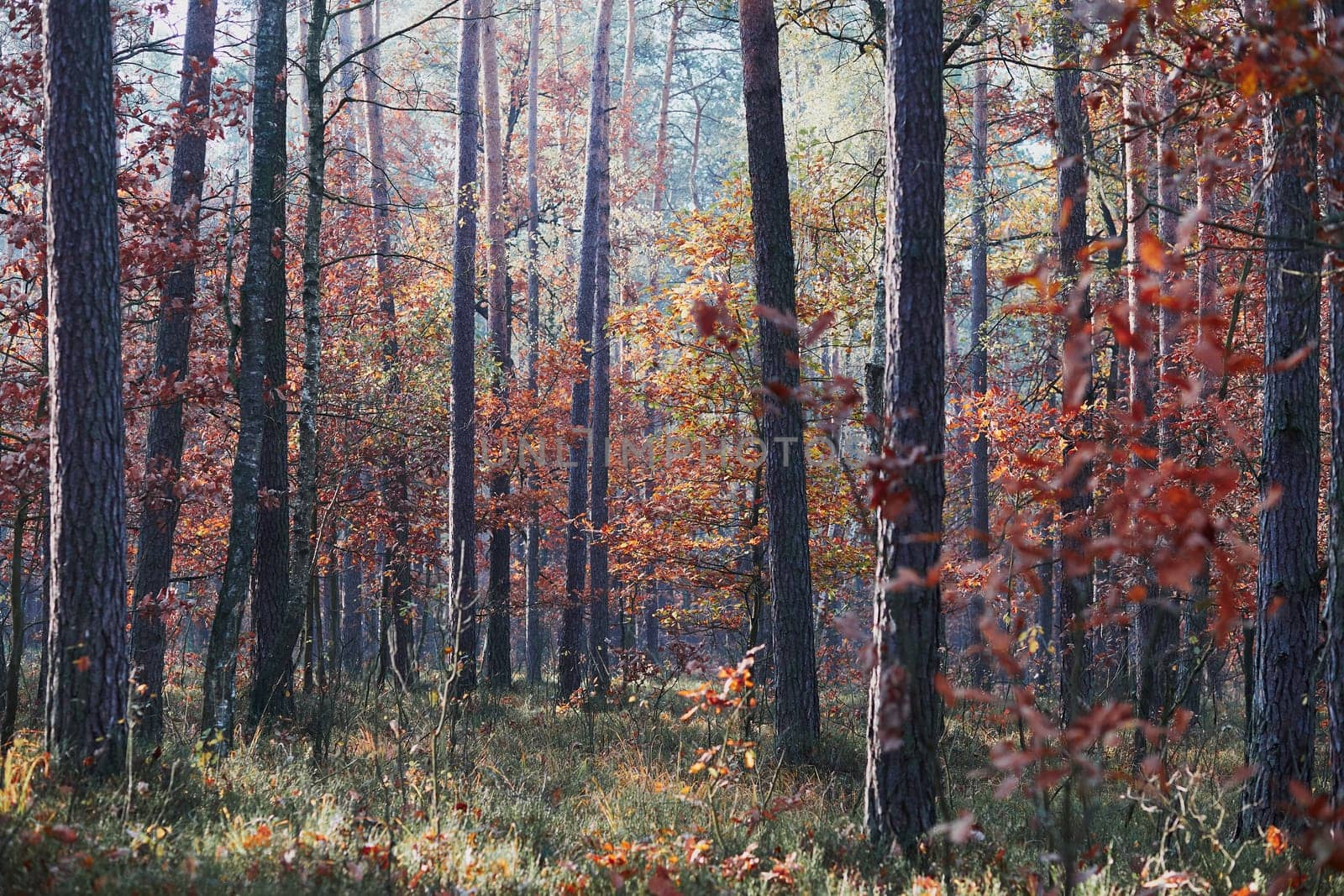 Forest in autumn season. Colorful foliage on trees lit by morning sunlight. Natural nature forest landscape in autumn warm sunlight day