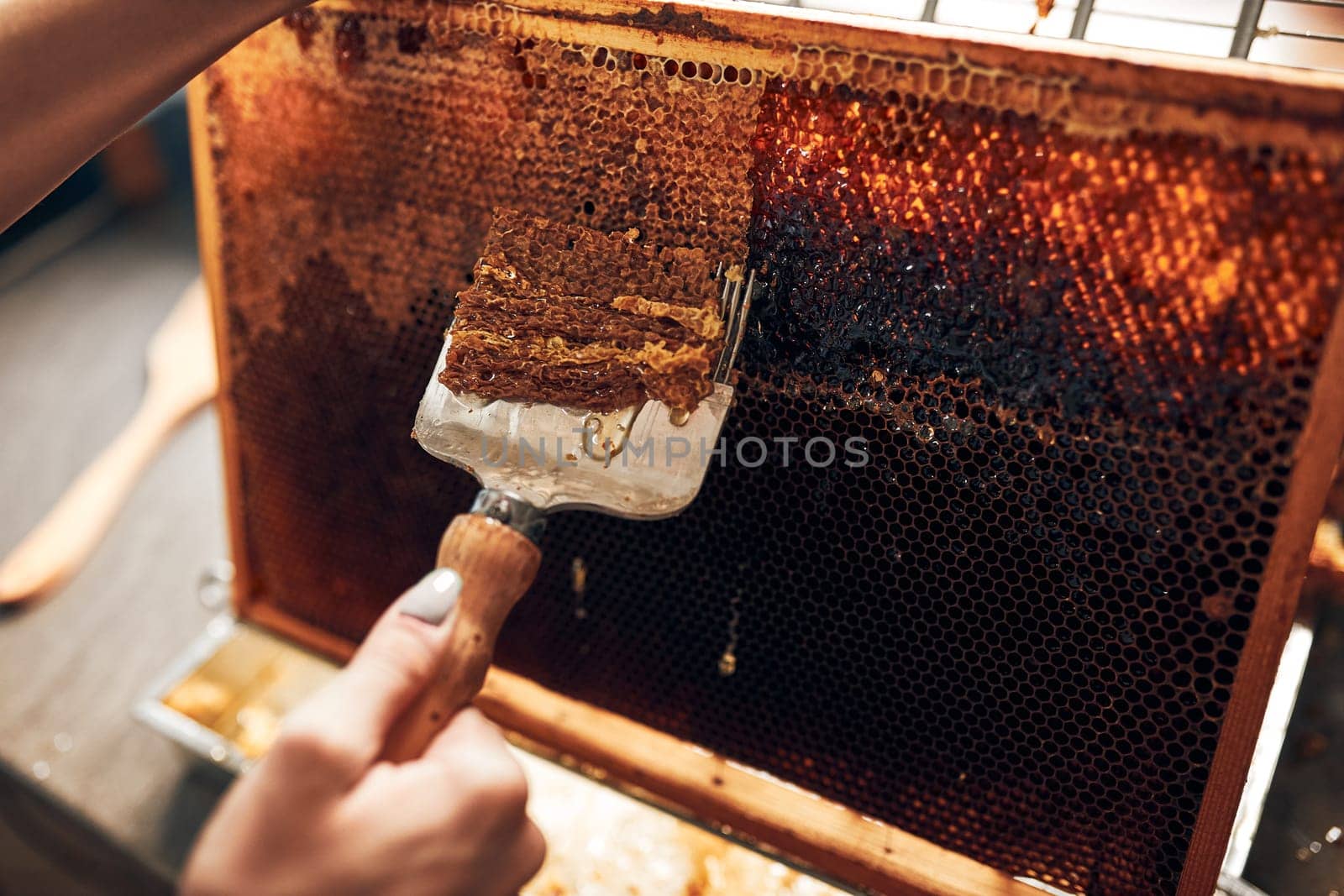 Honey production. Working in apiary. Honeycomb from hive. Harvest time in apiary. Beekeeping as hobby. Agriculture production