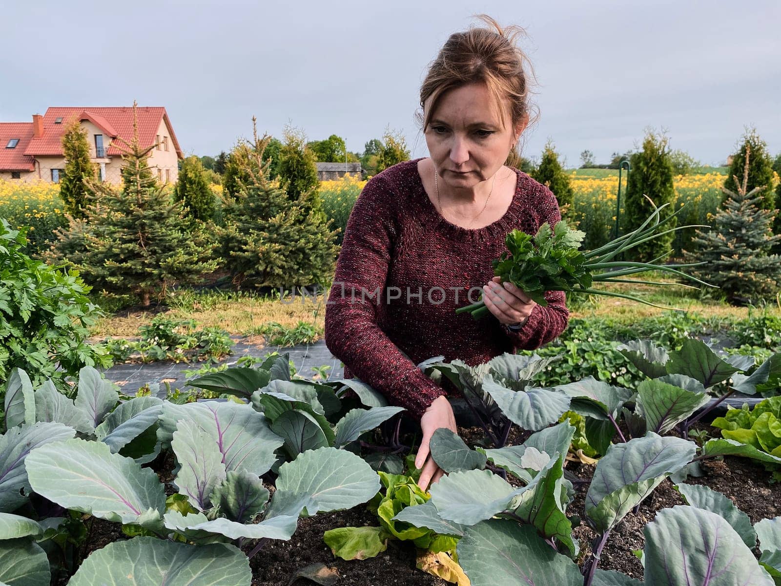 Woman picking the vegetables, working in a home garden in the backyard. Candid people, real moments, authentic situations