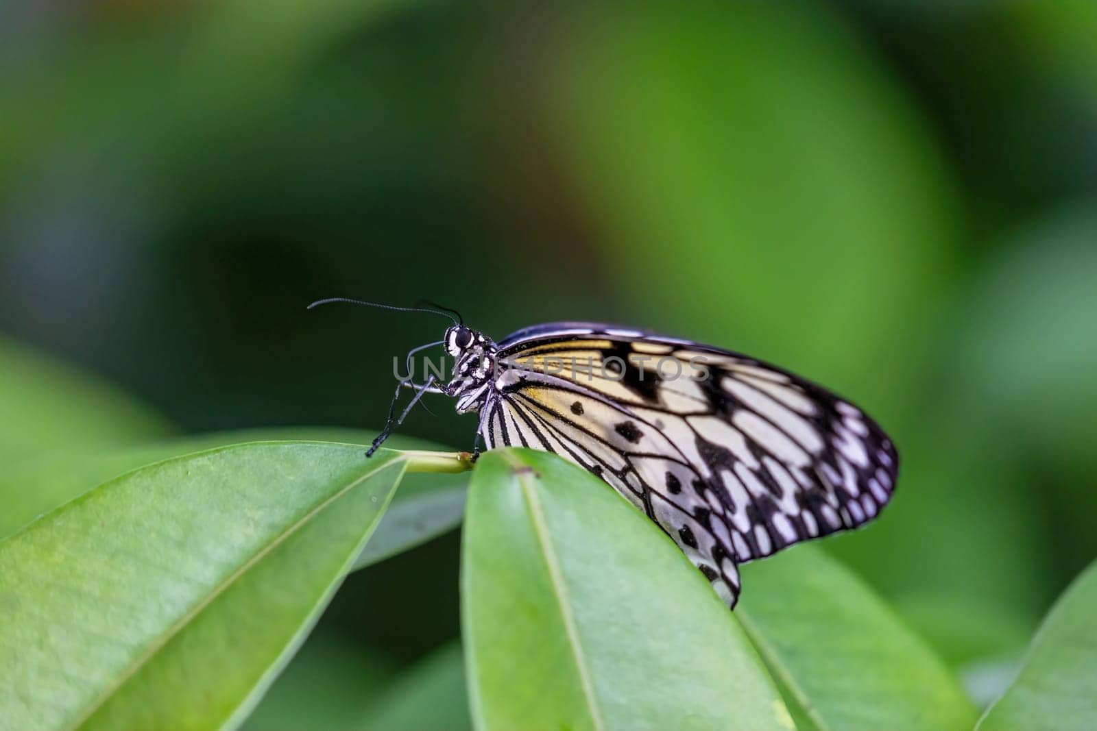 Side view of rice paper butterfly  posing on green  plant smiling on the camera closeup. Horizontally.
