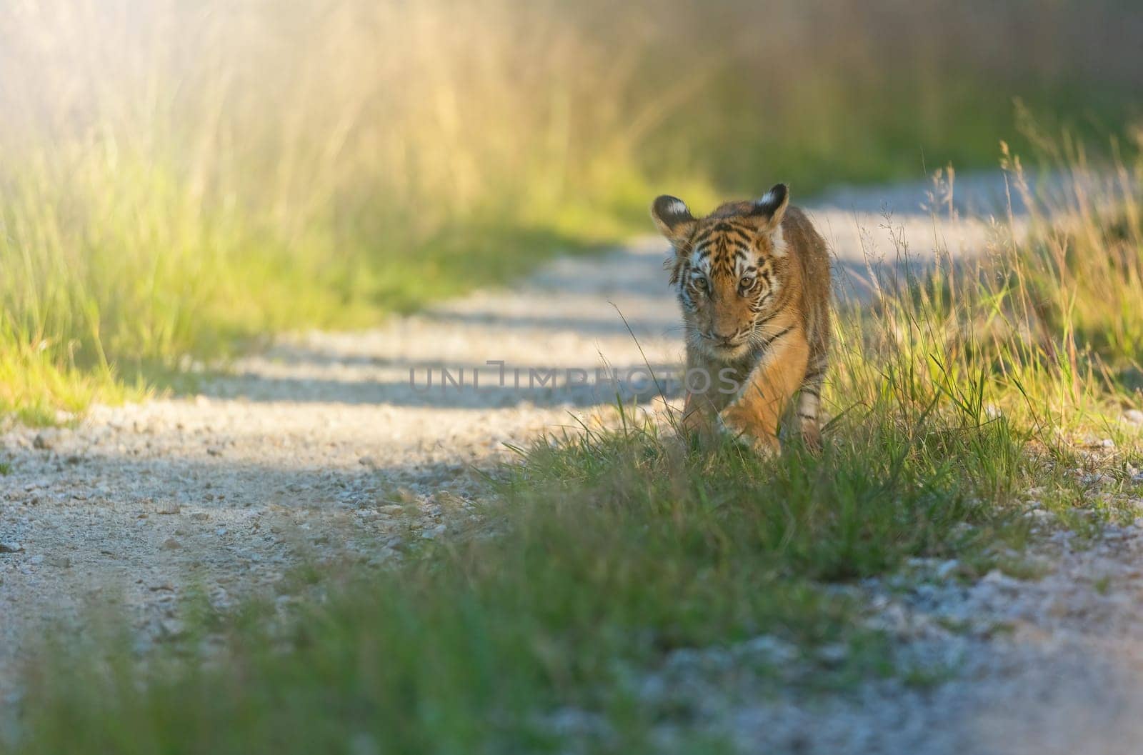Bengal tiger cub is walking  towards the camera on a forest road in sunny day. Horizontally.