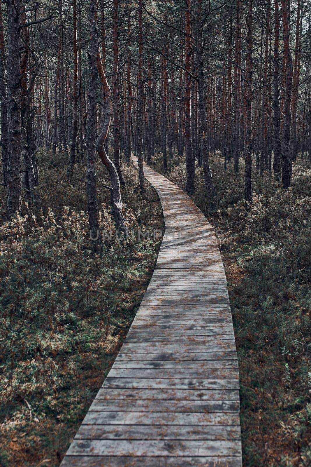 Wooden path leading through the swamp and forest in a natural park. Autumn forest landscape