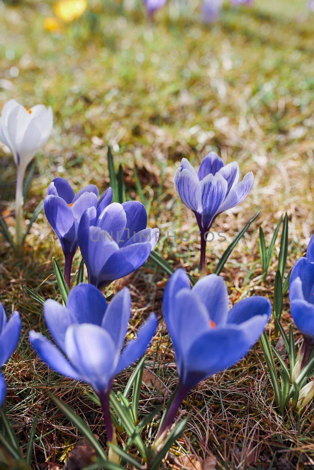 Crocuses wildflowers blooming at the beginning of spring awakening of spring