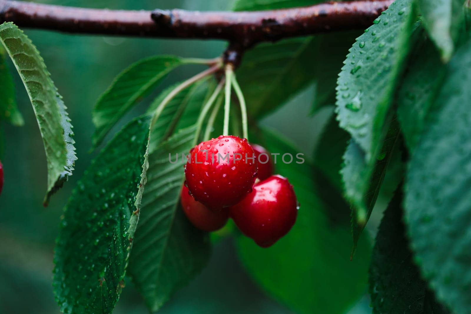 Closeup of ripe red cherry berries on tree among green leaves