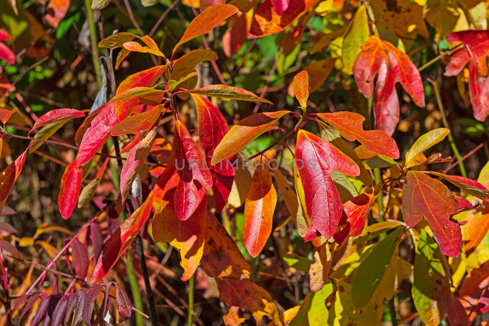 Sassafras Tree Leaves in the Fall Along the Blue Ridge Parkway in Virginia