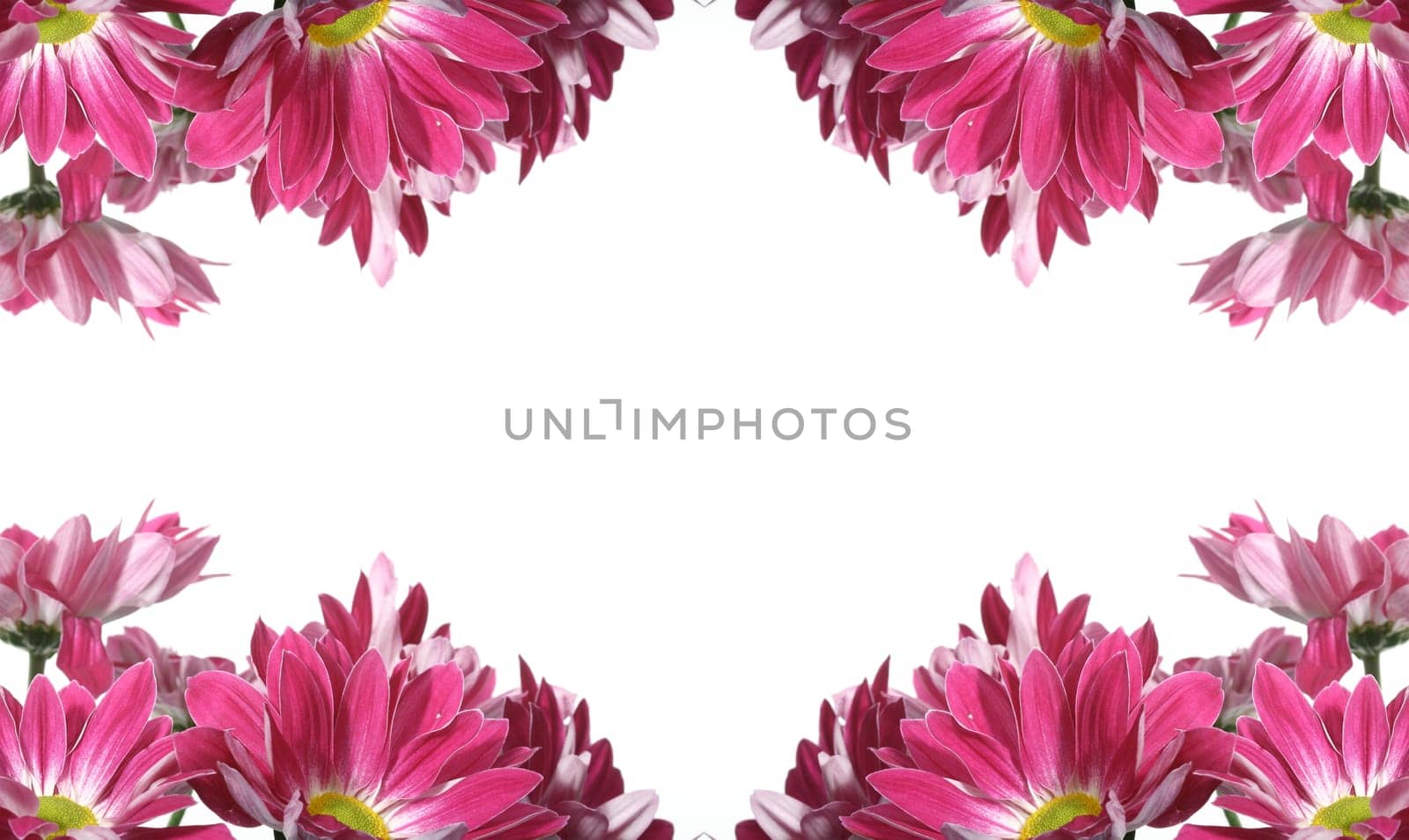 beautiful pink spring flower close-up