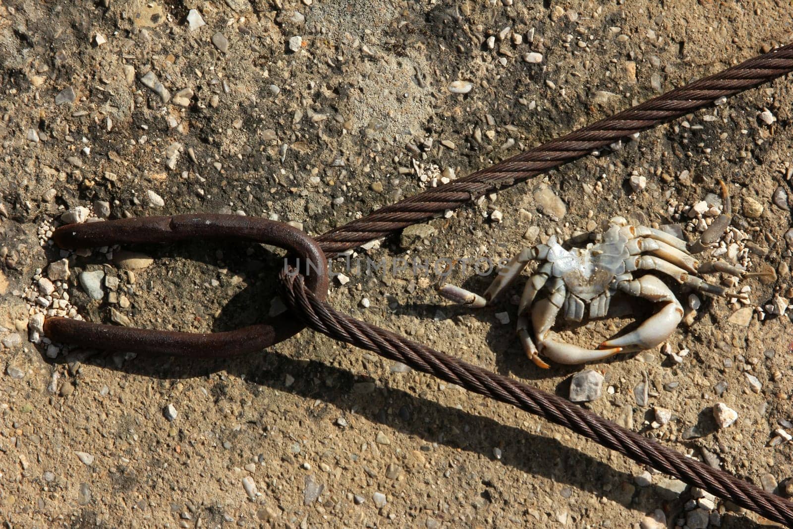 Iron ring and wire rope, a dead crab