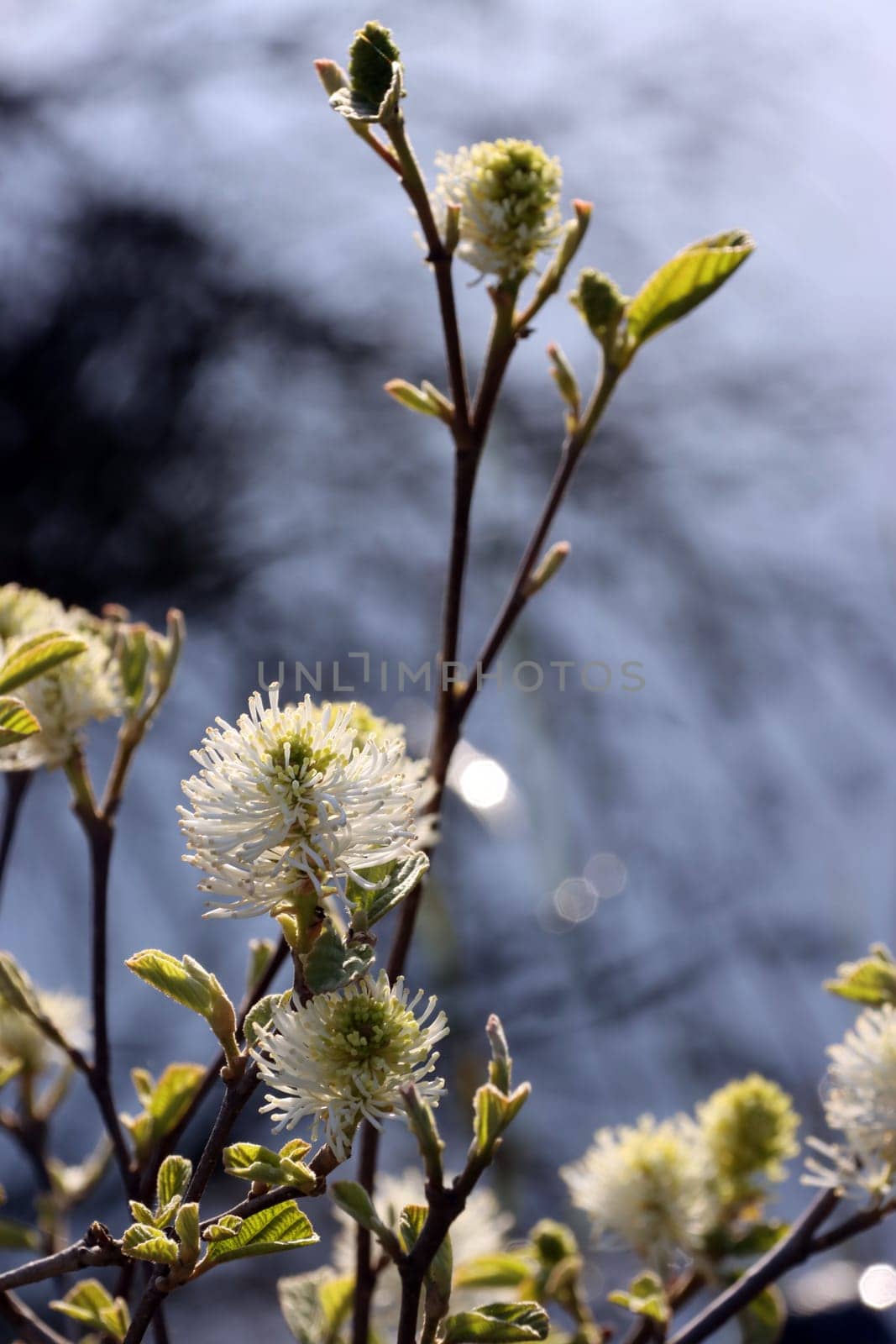 Grosser Federbusch (Fothergilla major) - blühender Strauch