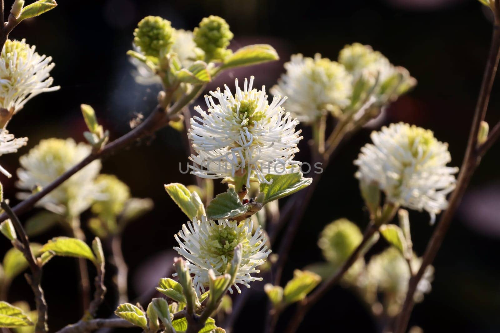 Grosser Federbusch (Fothergilla major) - blühender Strauch