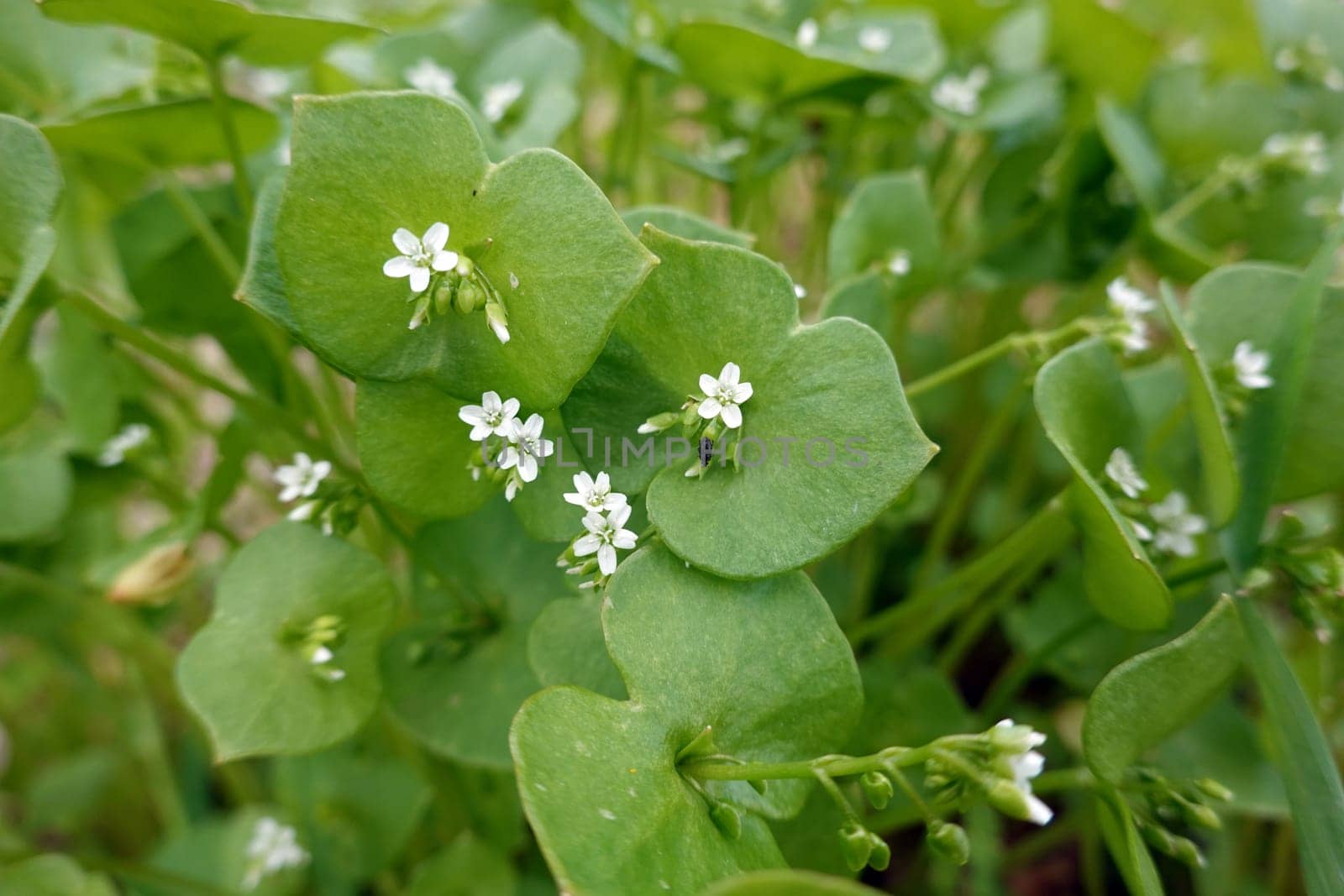 Gewöhnliches Tellerkraut - Claytonia perfoliata, Neophyt aus Nordamerika, Niedersachsen, Deutschland, Bad Bevensen