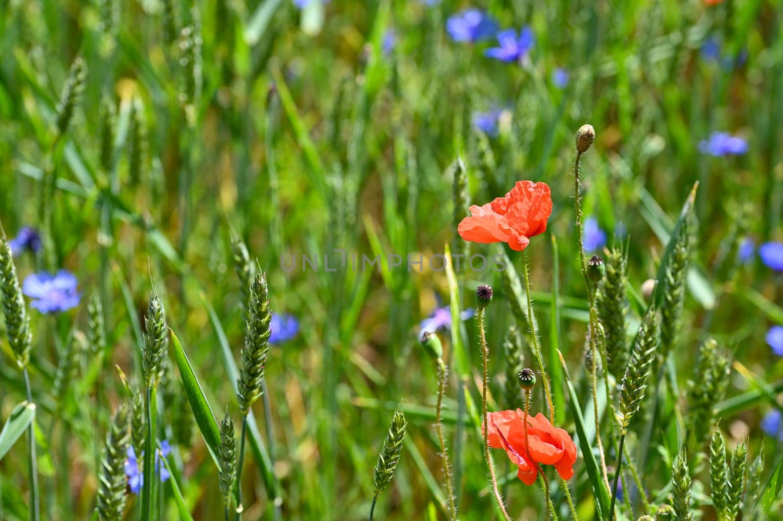 Clap poppy blossom ( Papaver rhoeas ) in a grain - field