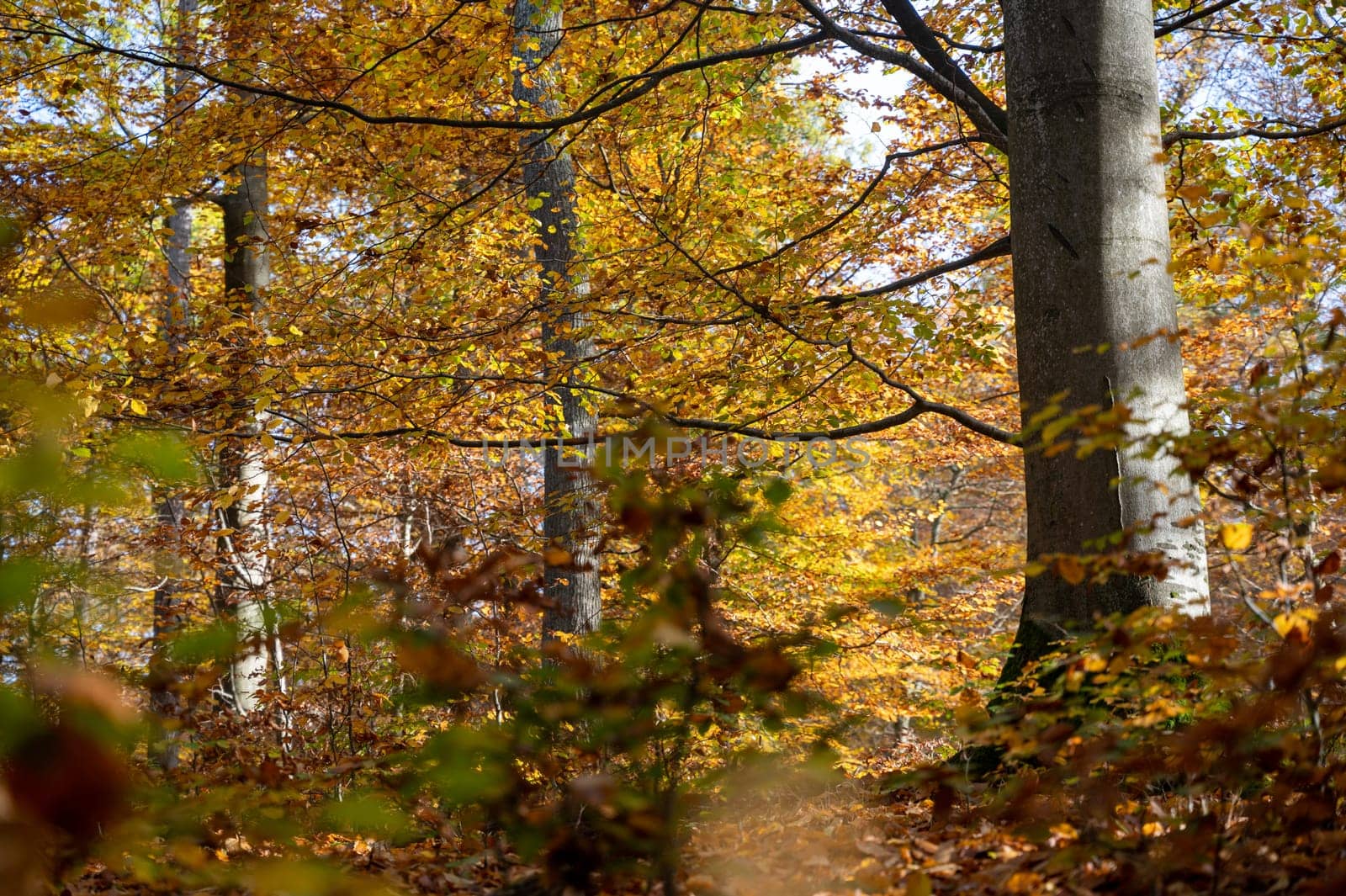Trees in the forest in autumn with lots of fallen leaves