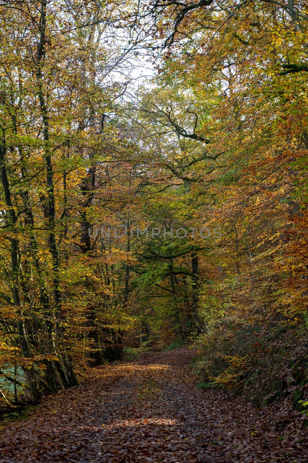 A dirt road through a forest in autumn